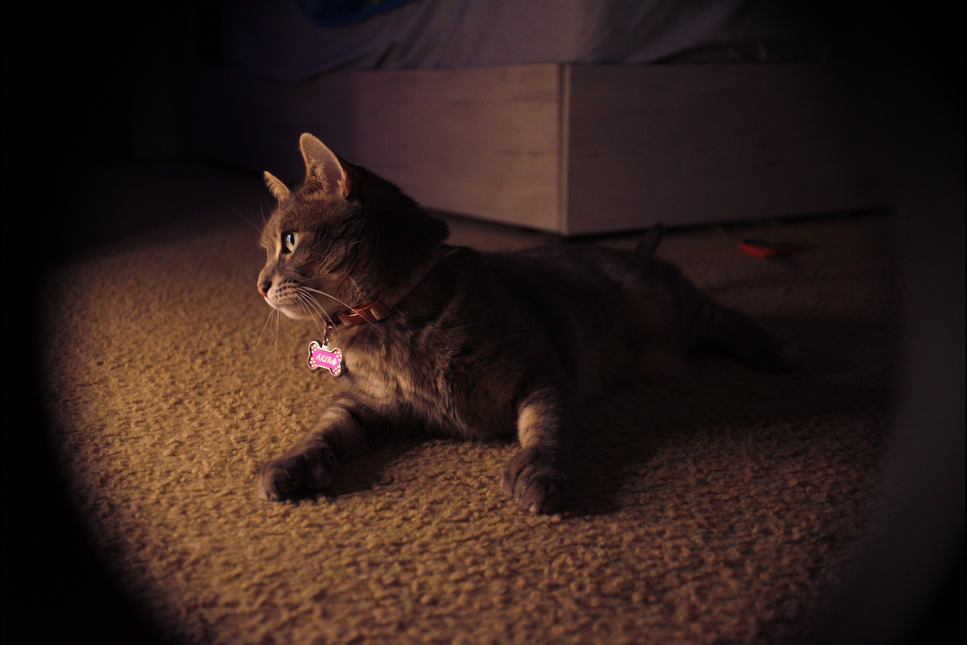 A gray tabby cat lying on a carpeted floor under a piece of furniture, illuminated by a soft light.