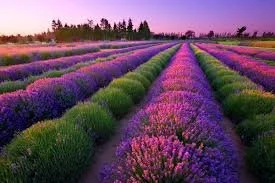Sequim Lavender Festival