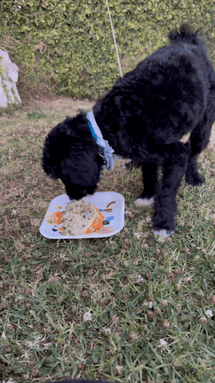 Untitled design (12).gif