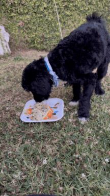Untitled design (9).gif