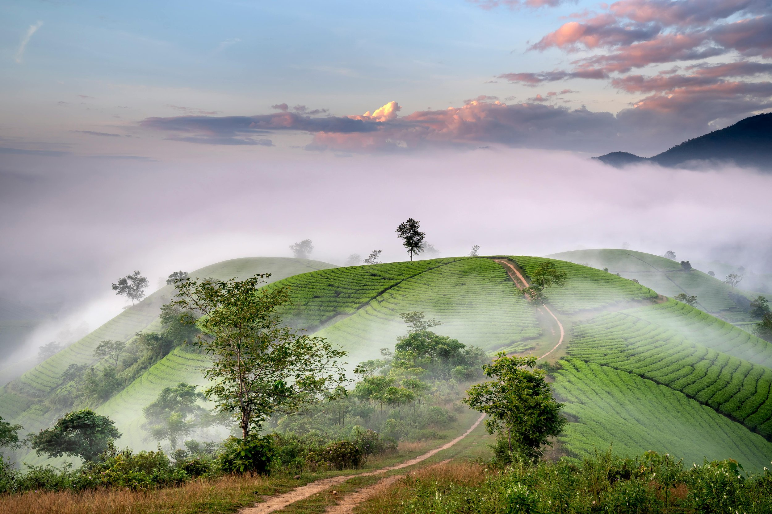 The "CEO" of Your Brain is on Vacation: Executive Dysfunction and the ADHD Life