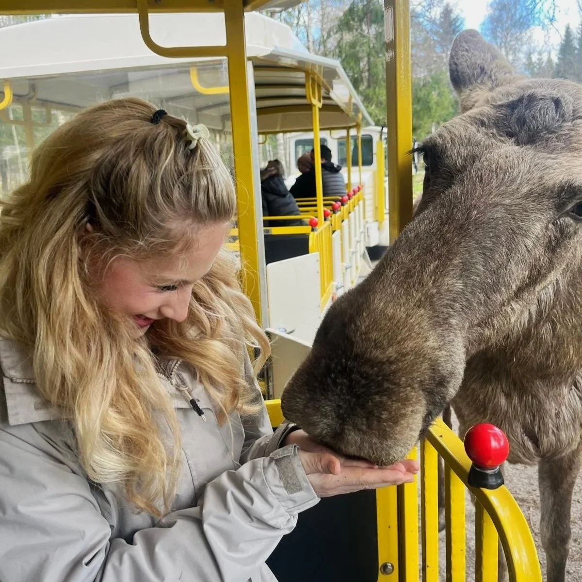 A woman smiling and holding her hand out for a moose to lick at a petting zoo or wildlife park, with a train ride in the background.