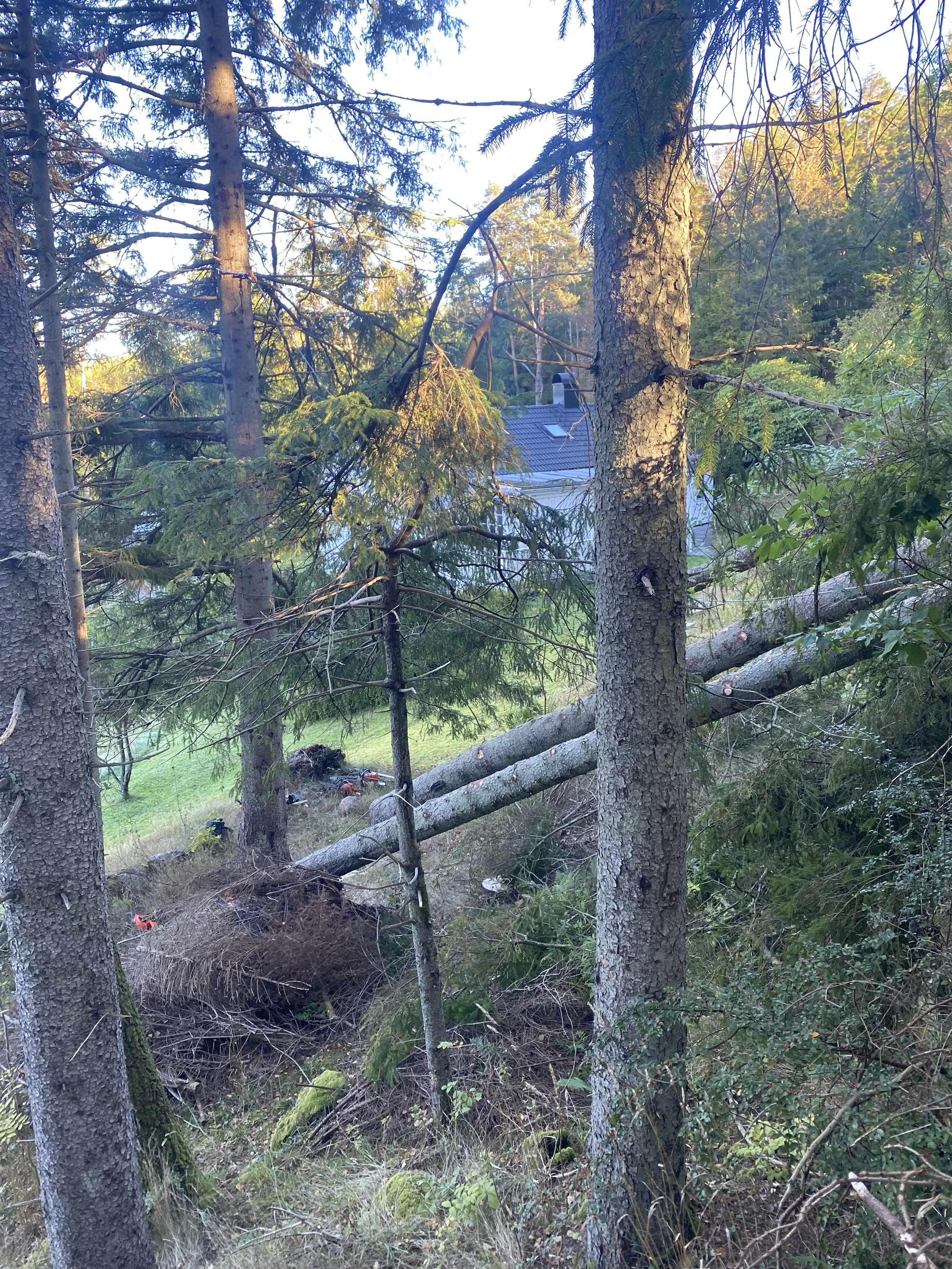 Fallen tree in a forested area with trees and a house roof visible in the background.