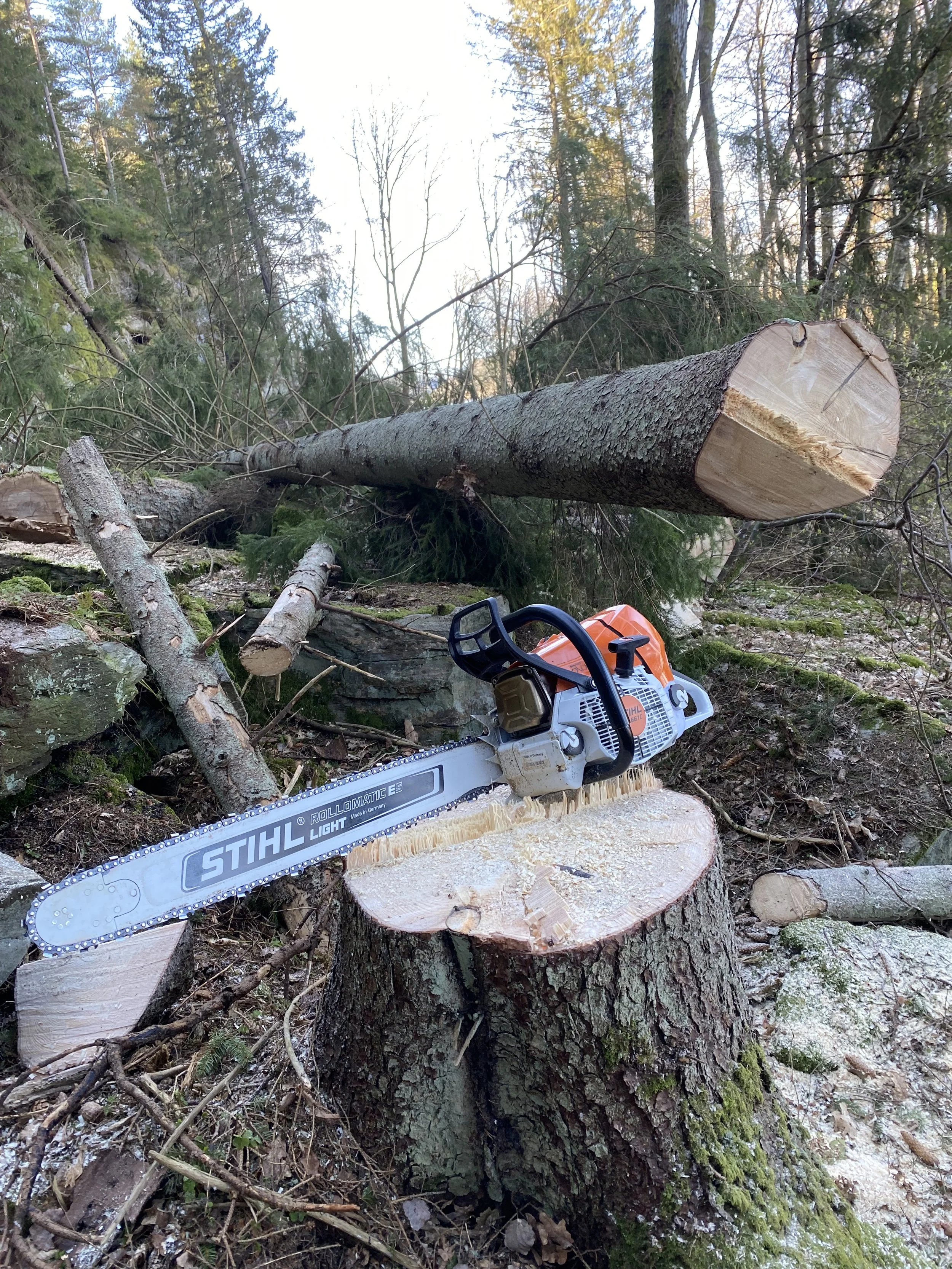 A chainsaw resting on a tree stump after cutting down a large fallen tree in a forest.