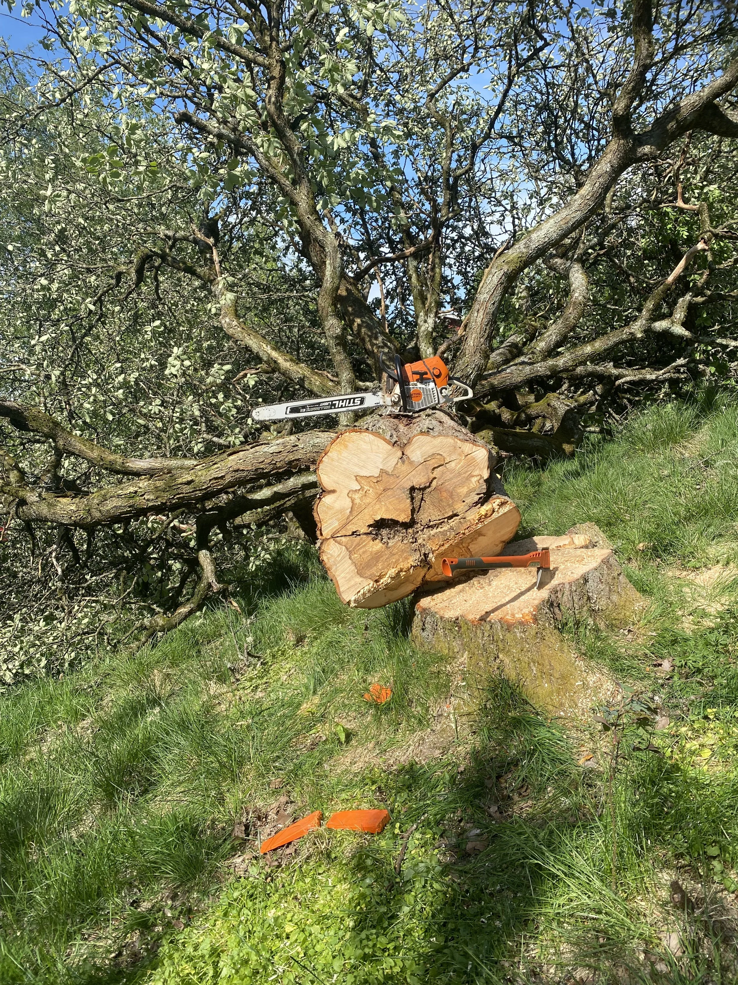 A large tree has been cut down, with the cut wood resting on the ground. A chainsaw and a small axe are placed on the wood, and the tree trunk is visible in the background. The scene takes place outdoors with grass and greenery.