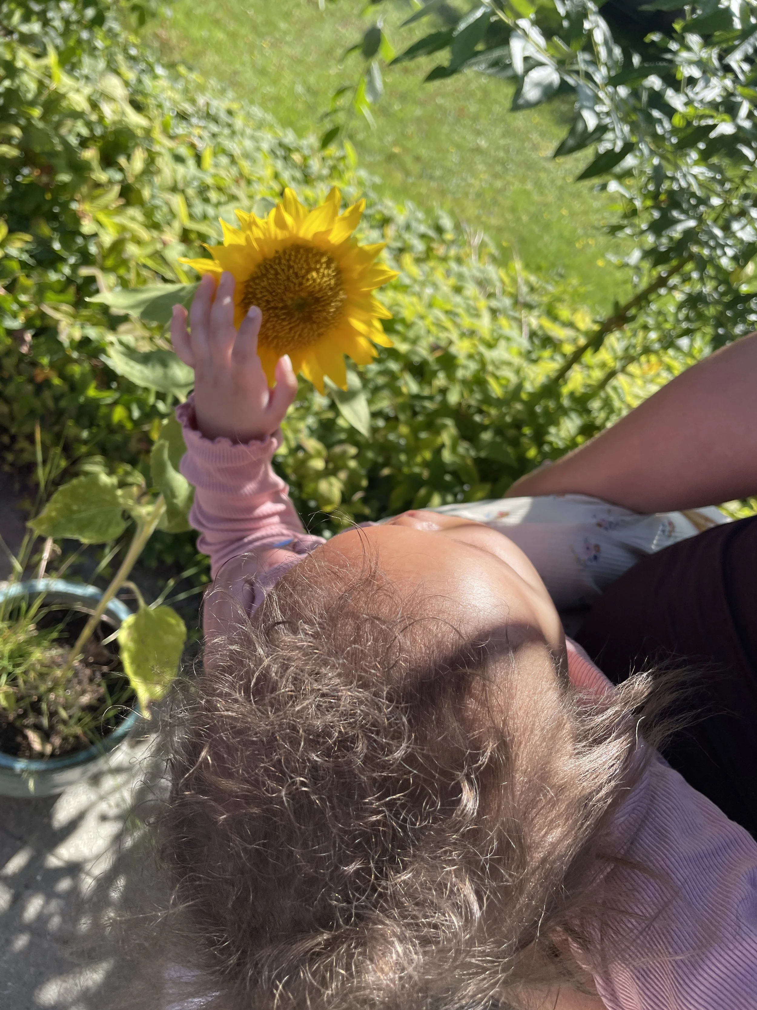 Så hvorfor er vores logo en solsikke?