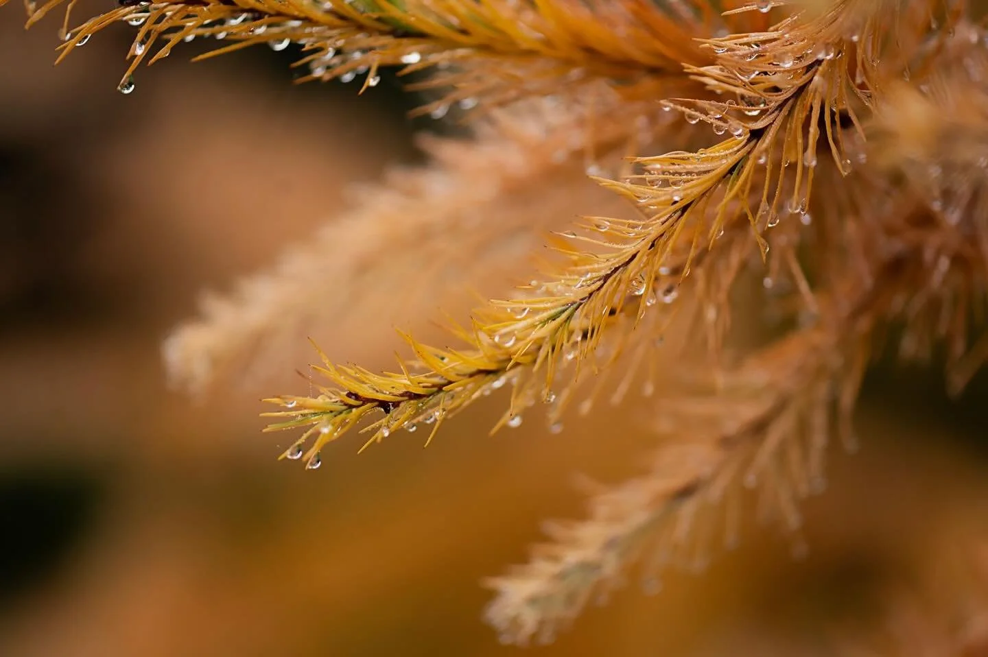 Dans un registre diff&eacute;rent, mais pourtant j&rsquo;adore faire des photos macro, en capturant de touuuuut petits d&eacute;tails. ✨

Je passe en mood automne avec ces clich&eacute;s que j&rsquo;ai captur&eacute; pendant la s&eacute;ance engageme