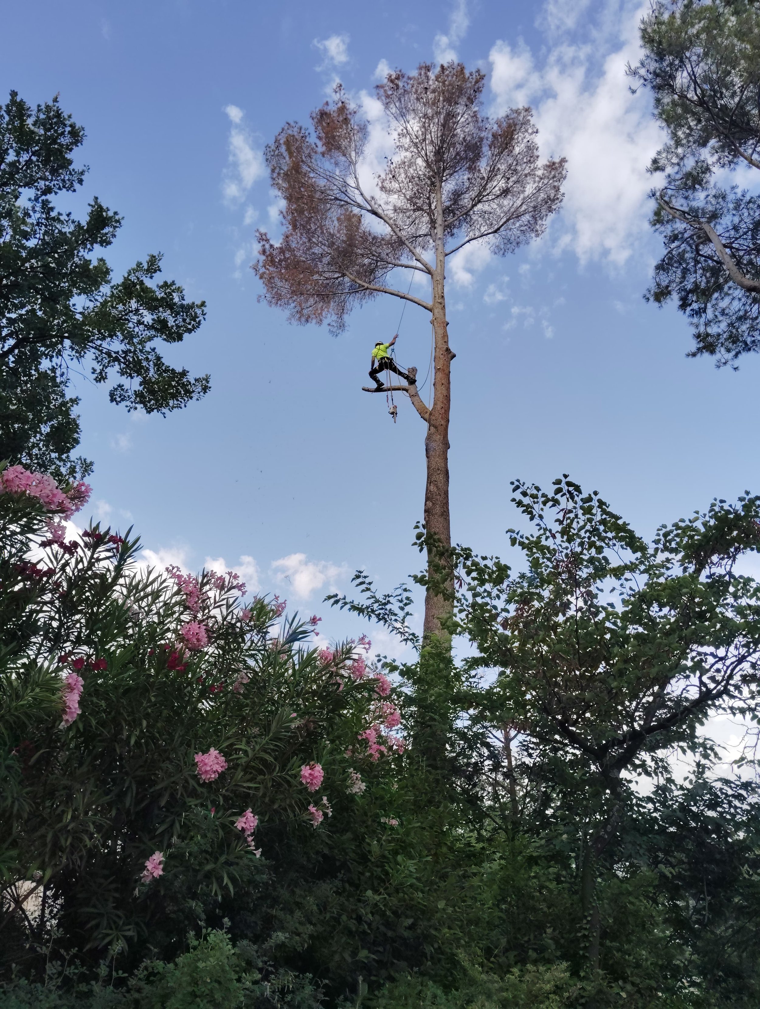Quantacav-climber-stance-pine