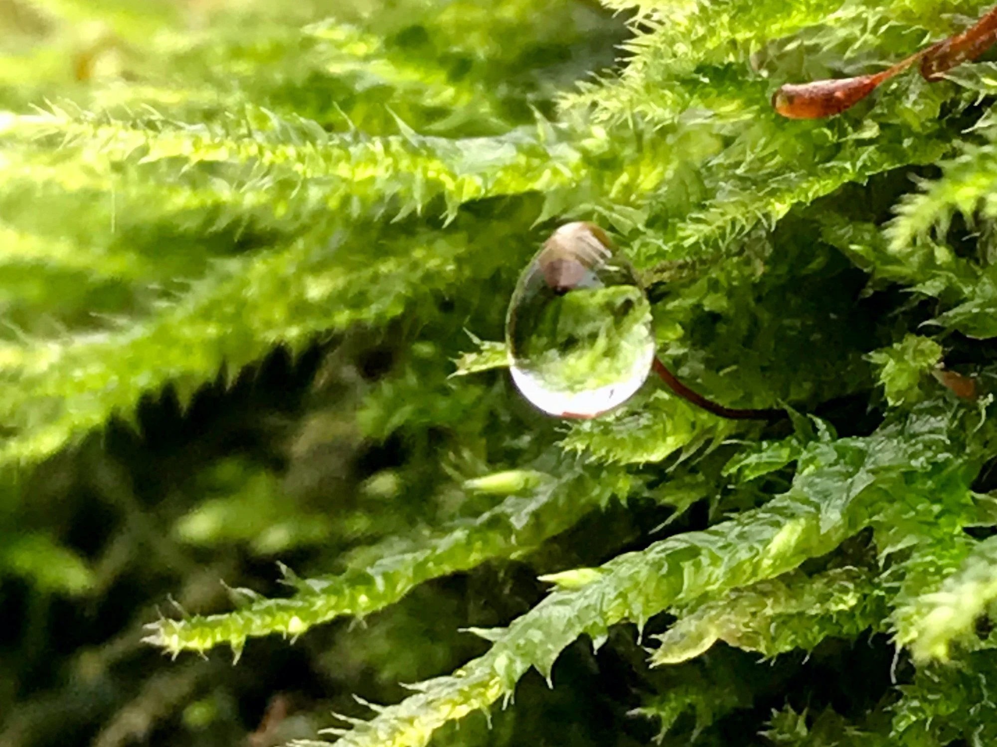 drip on moss landscape.jpeg