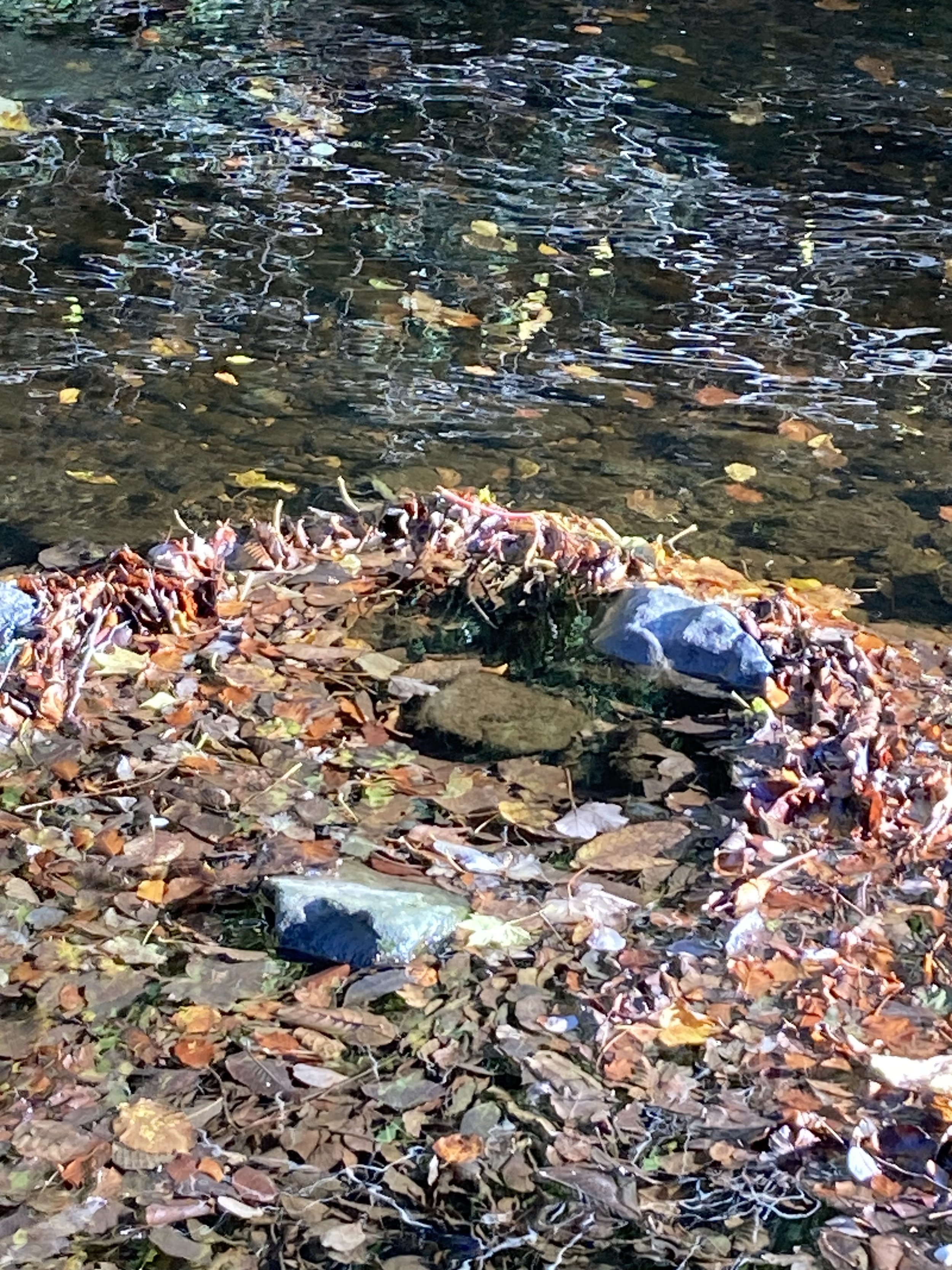 Day Workshop: Wishes for Water: stories, textures and flow with Kate Adams