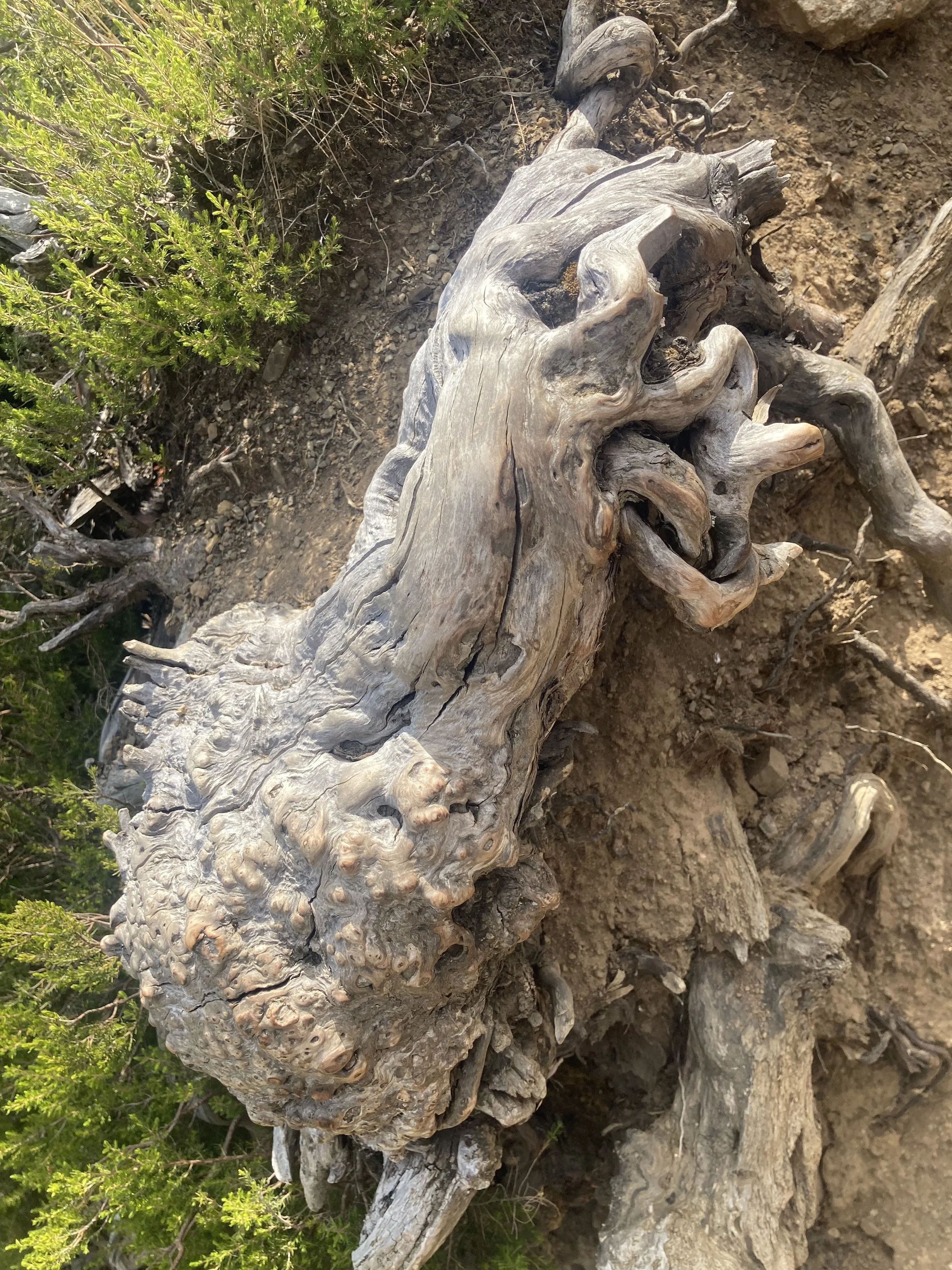 Day Workshop: Finding the words with Mary Young