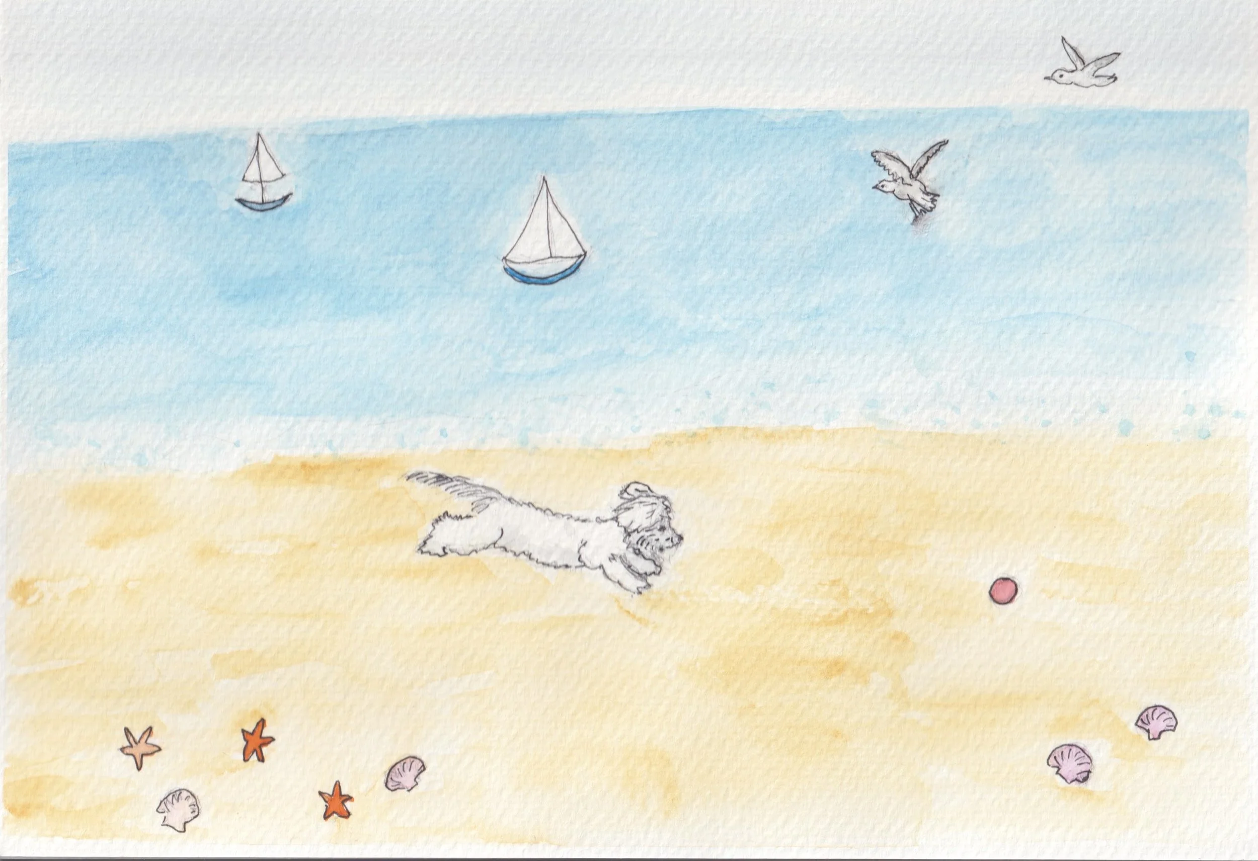 seaside Daisy running.jpeg