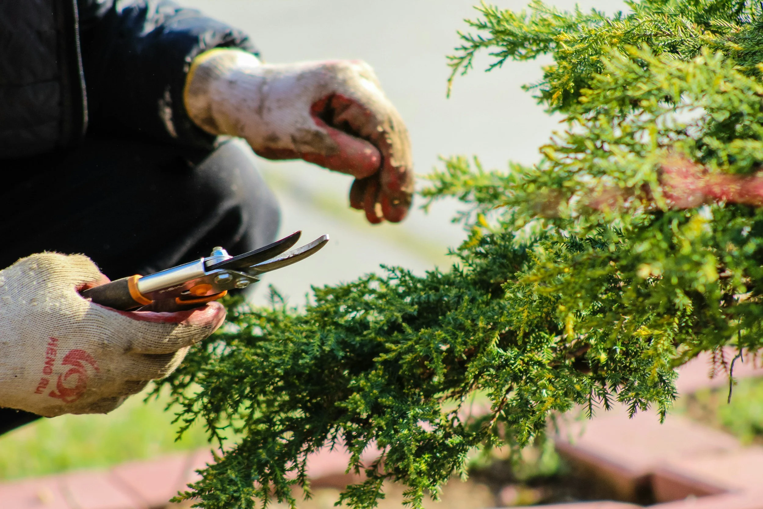 Person trimming a shrub with pruning shears while wearing garden gloves.