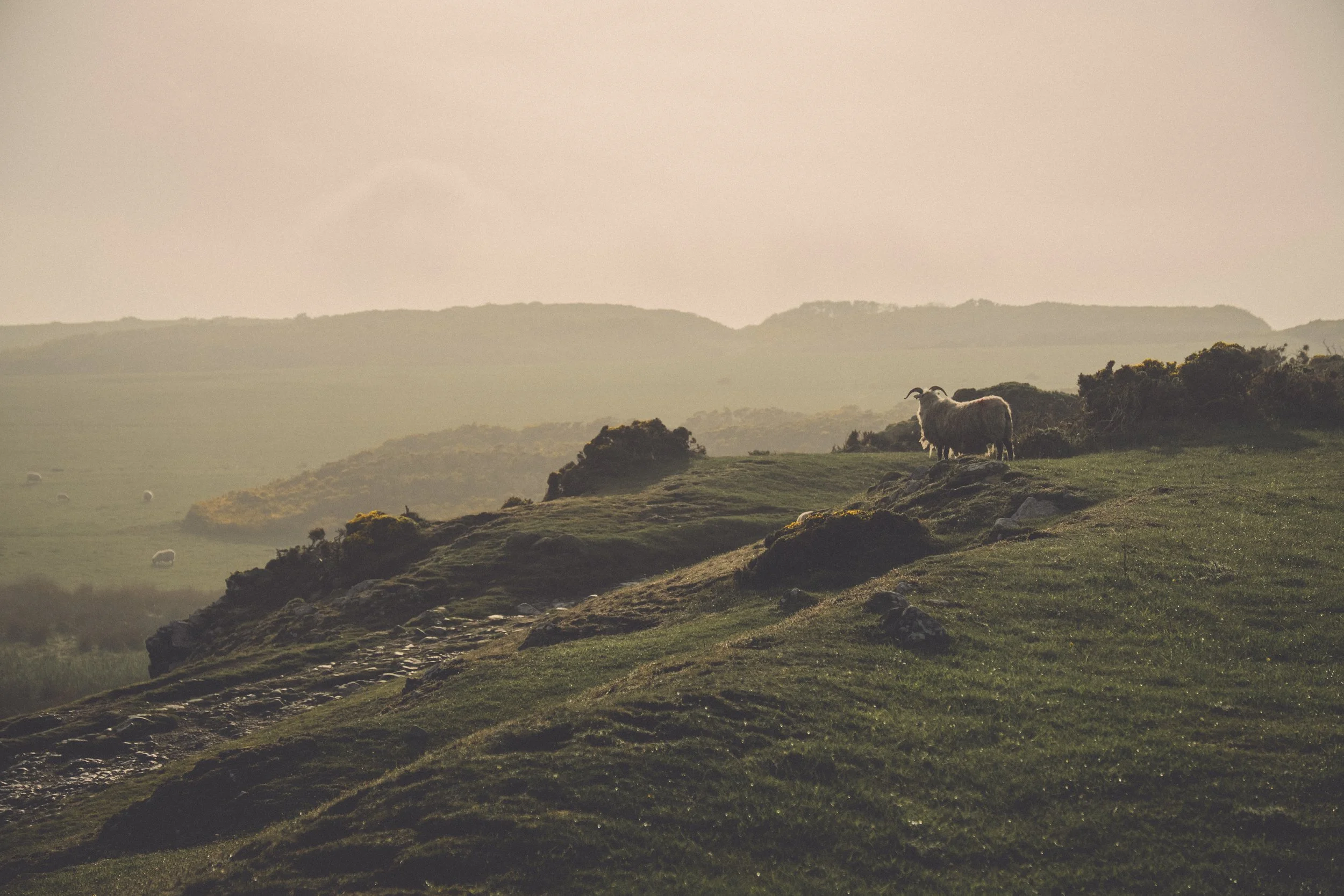 sheep grazing at Craster