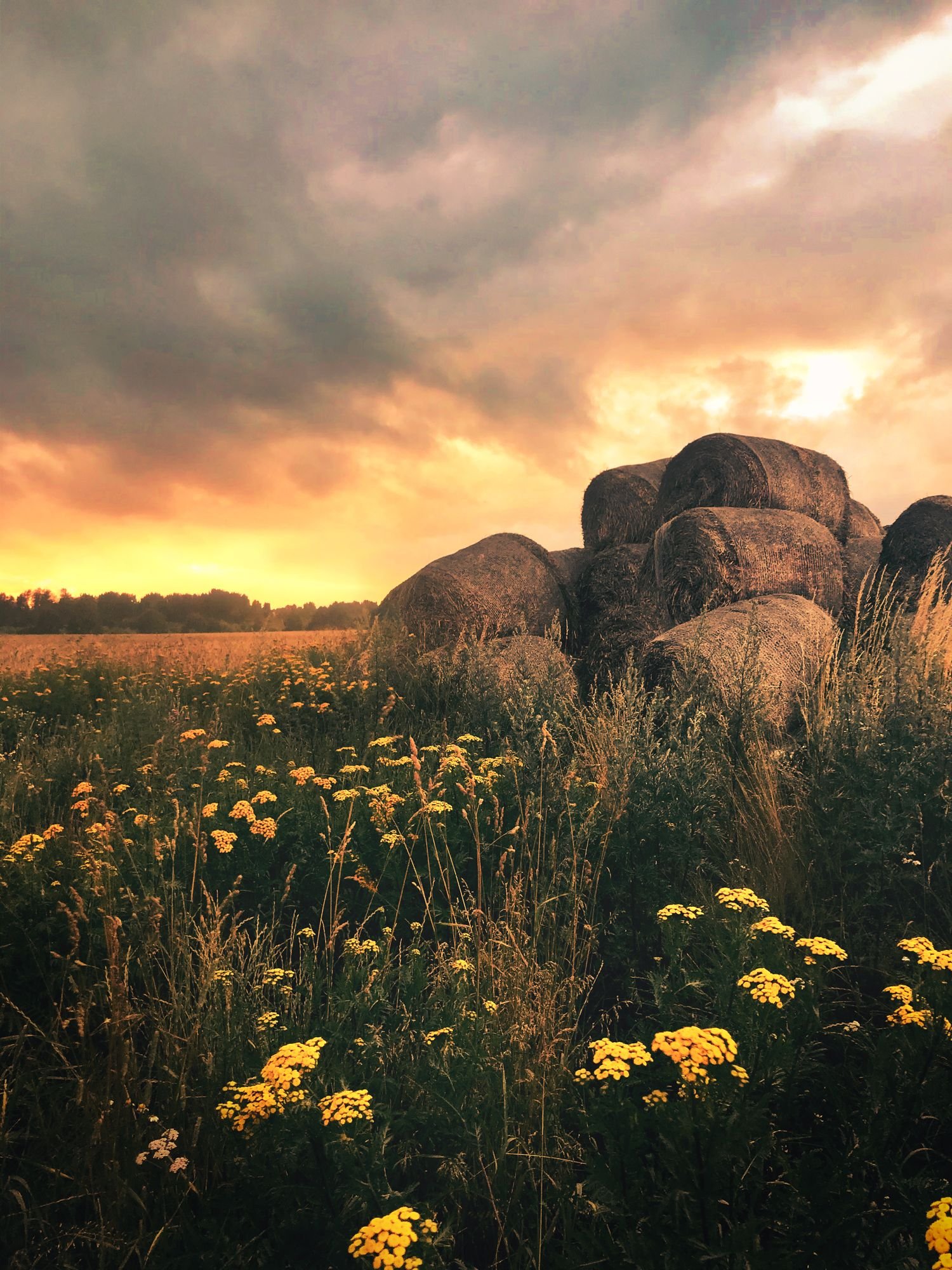 Round hay bales in a Nordic countryside field at golden hour, wild yarrow flowers in the foreground, fine art landscape photography print