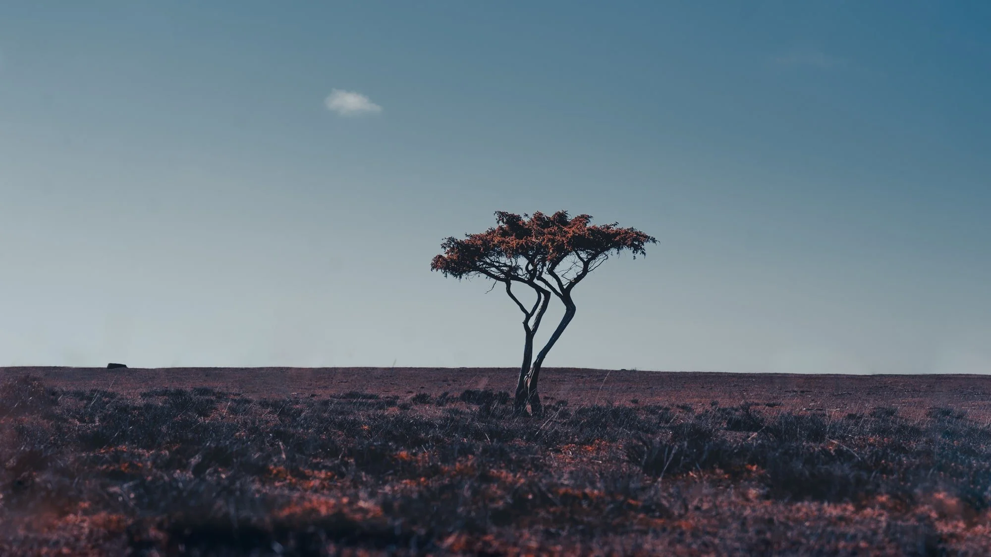 öland-sweden-purple-lanscape-fine-art-print