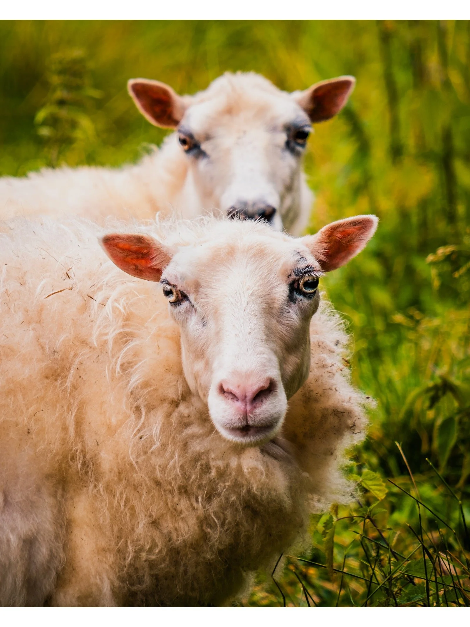 Järvsö - Fåren - Fine art photography print