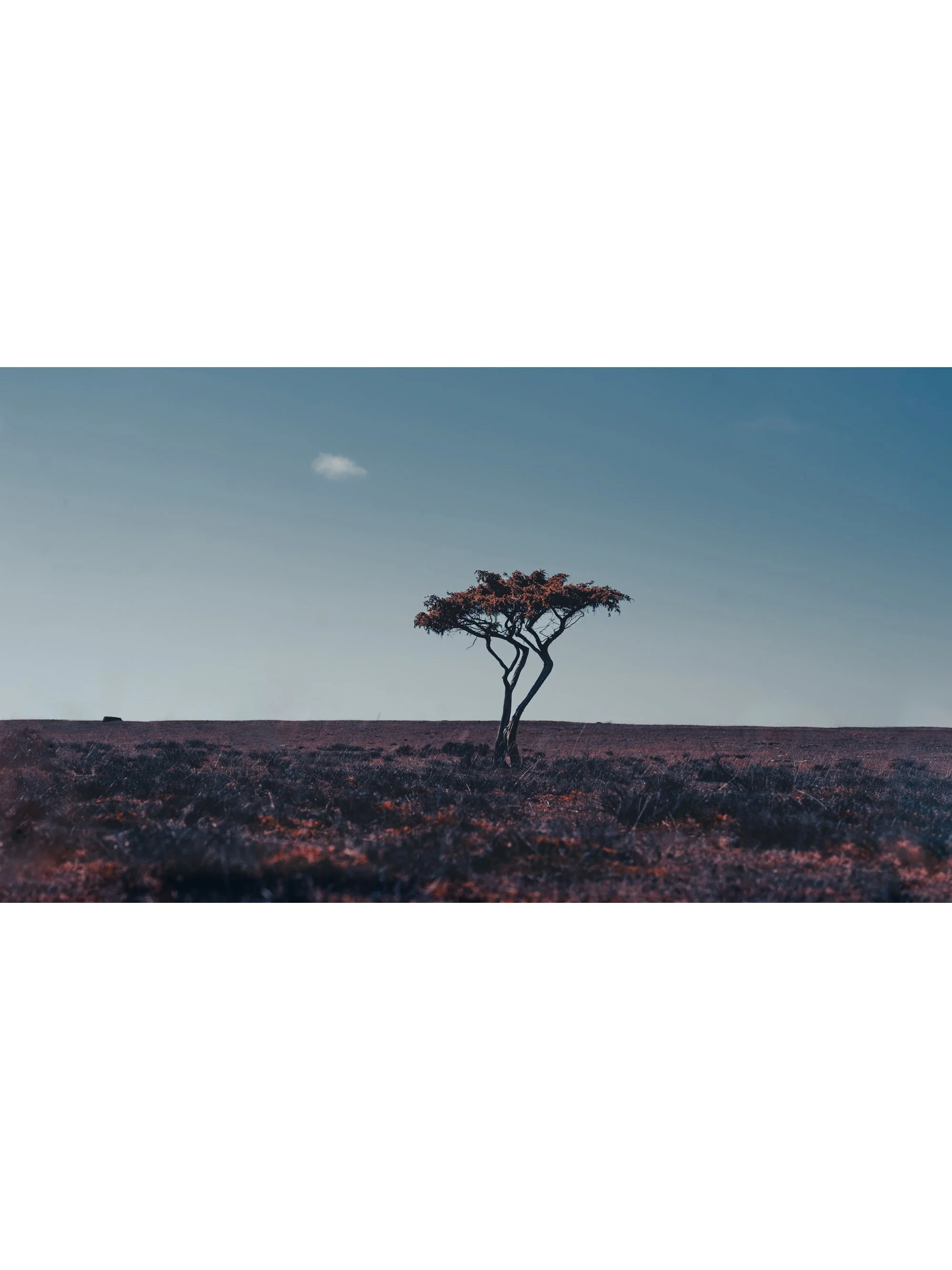 Öland - Alvaret - Fine art photography print