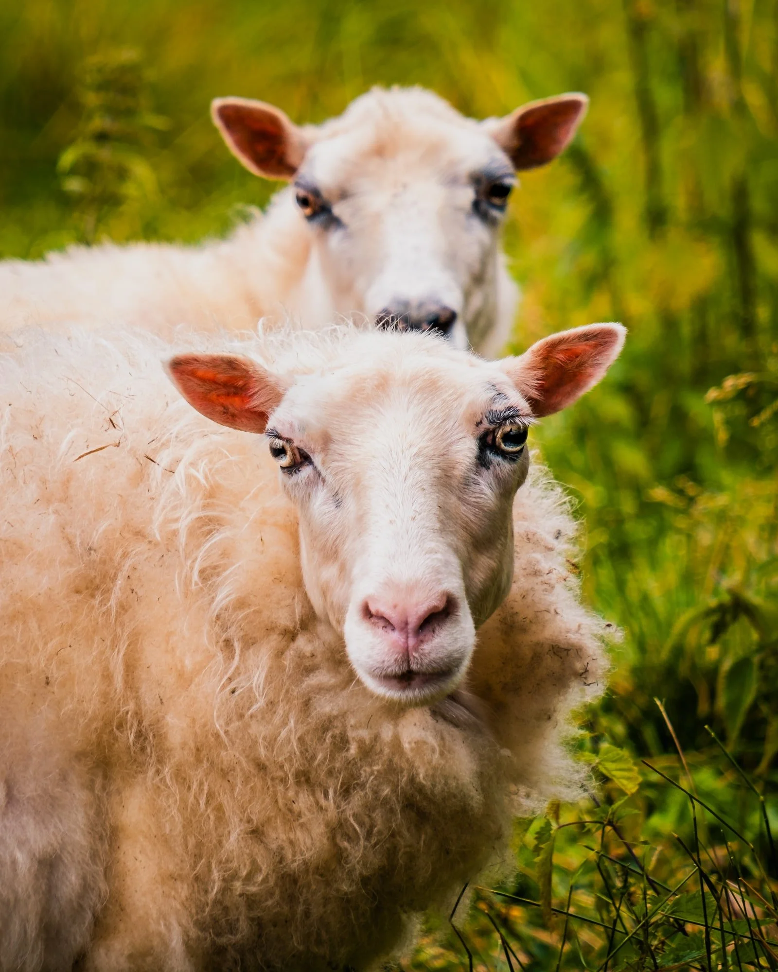 järvsö-sweden-sheep-portrait-green-decorative-wall-art
