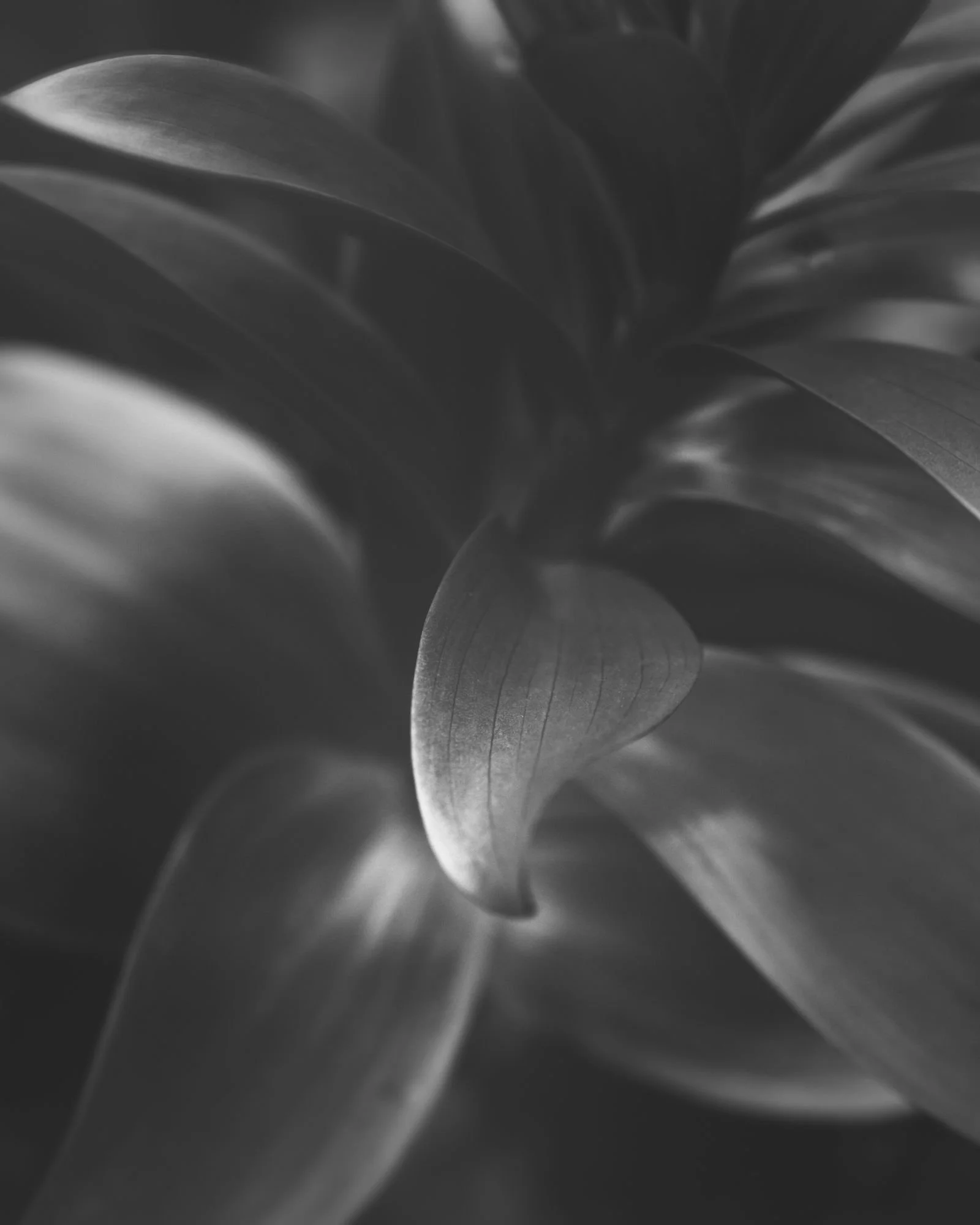 Abstract close-up of curved plant leaves, black and white fine art photography print, minimalist nature study