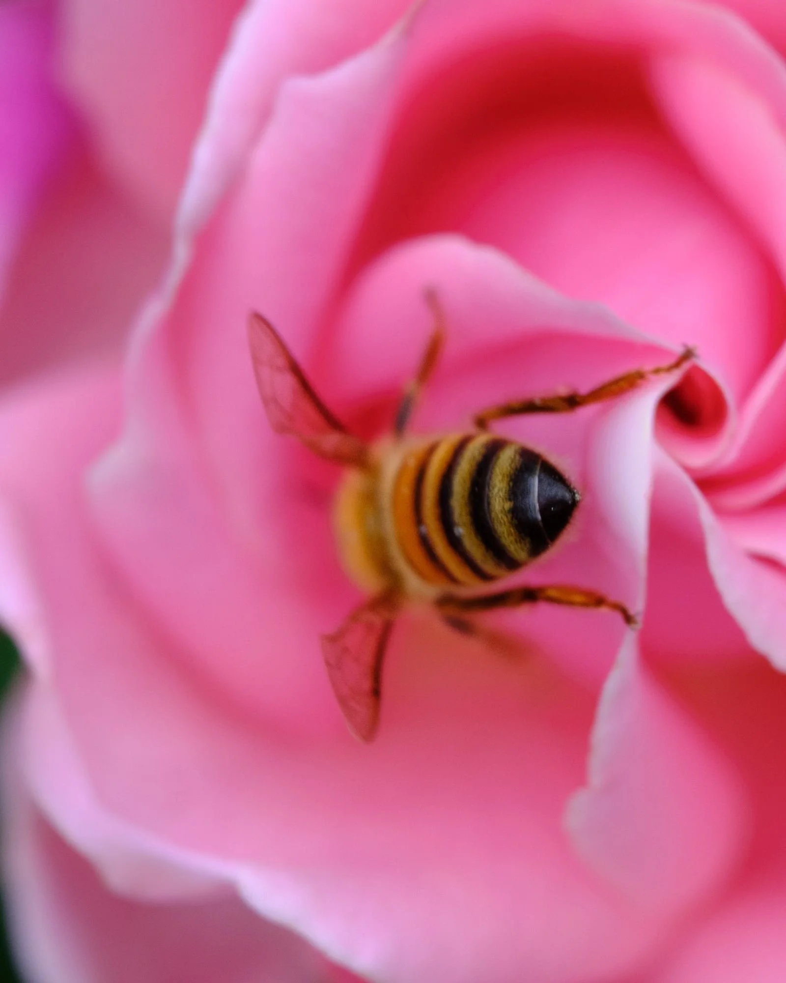Bee resting on a pink rose petal, Nordic nature fine art photography print, macro study of a garden bee