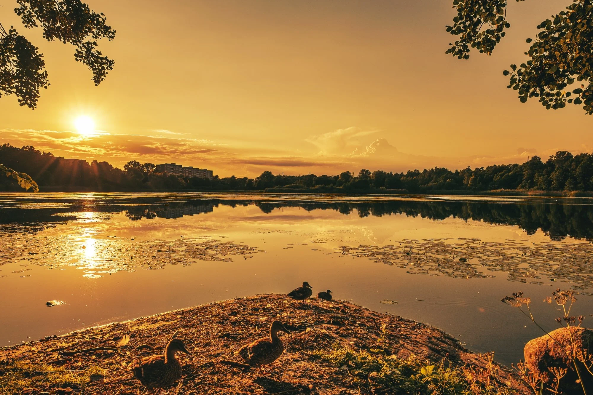 rastasjon-gold-sky-colors-fine-art-decorative-wall-print-sundbyberg-solna-nature-lake-scenery
