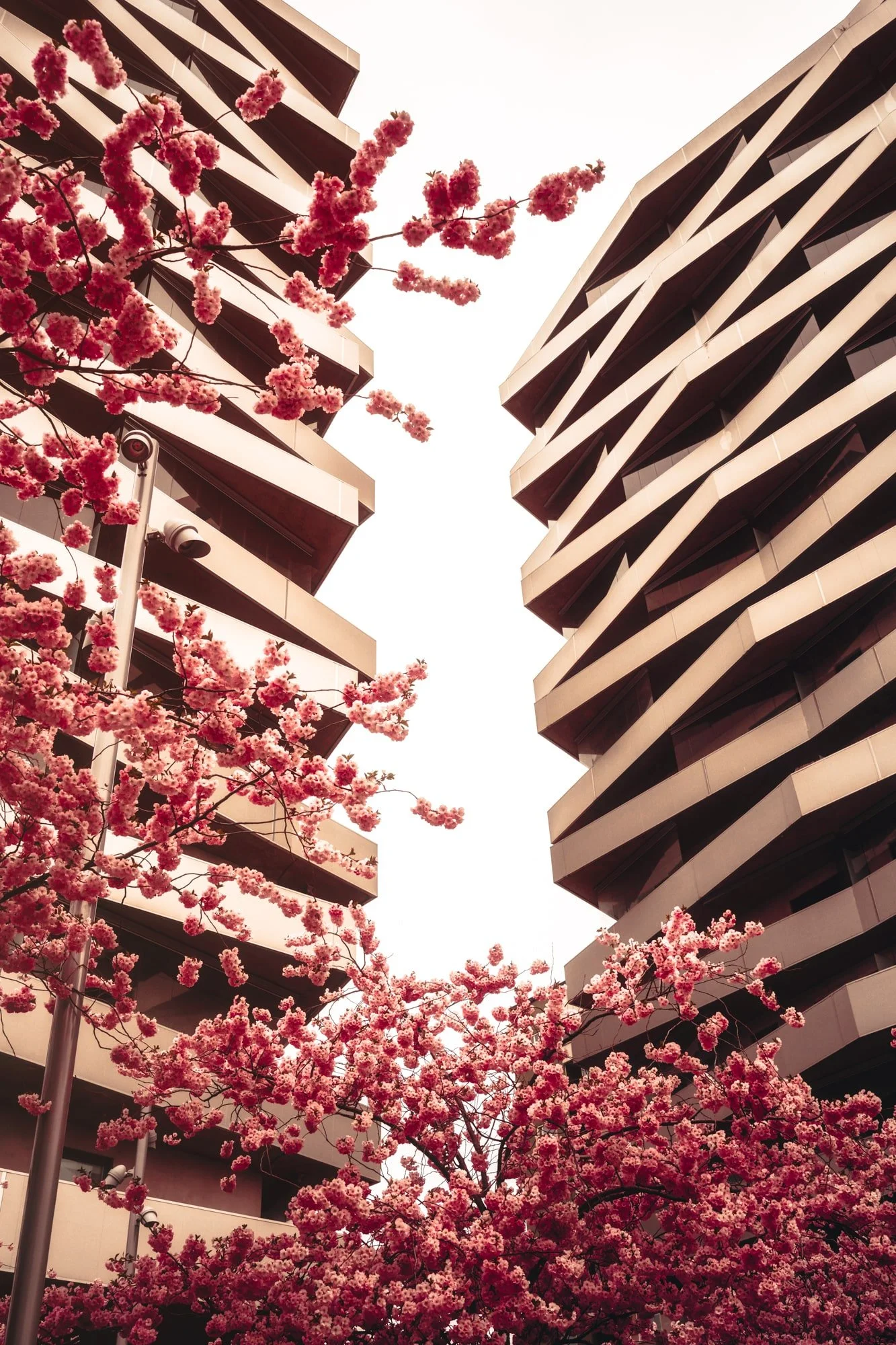 sundbyberg-cherry-blossoms-decorative-wall-print-pink-pastel