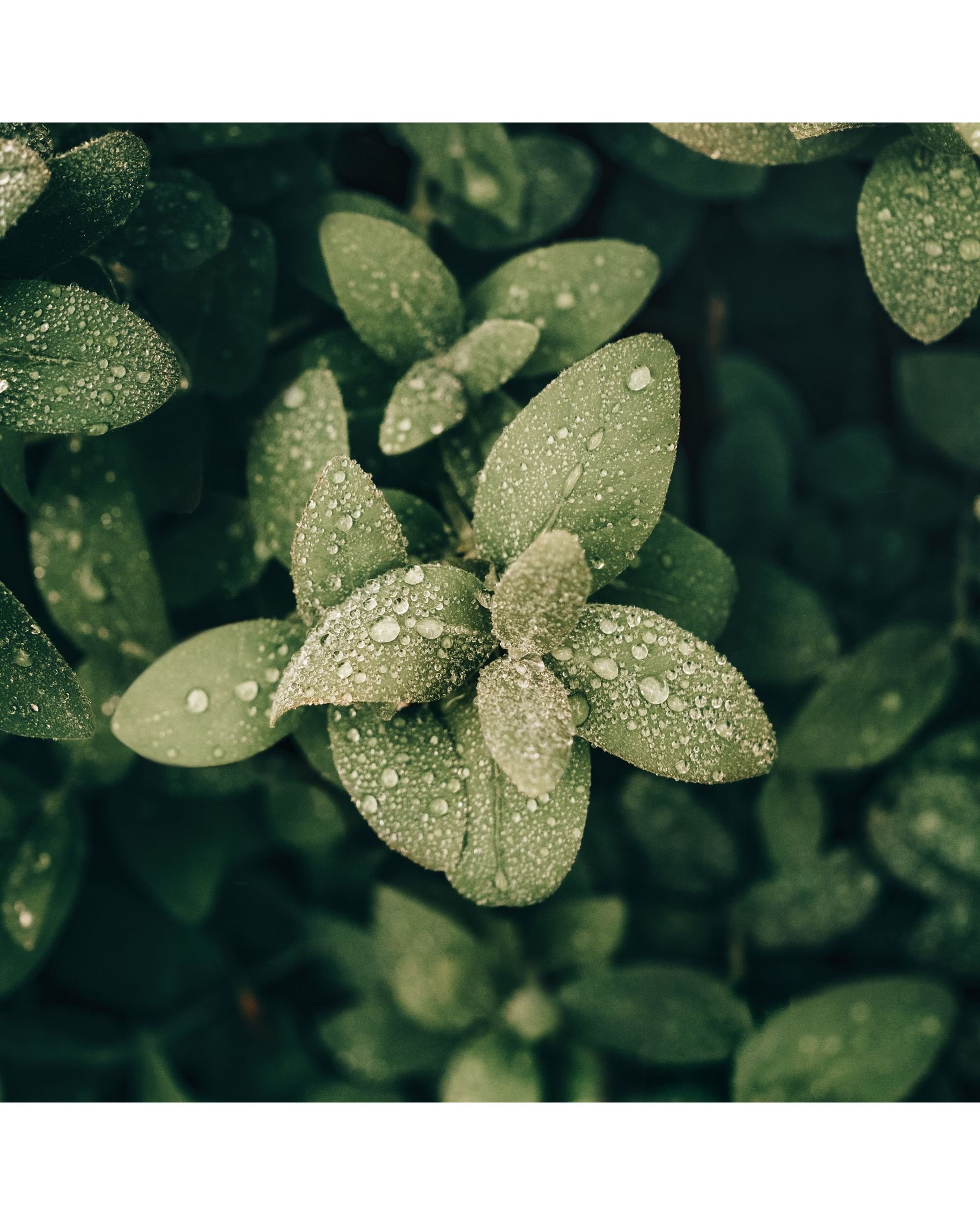 Close-up of dew-covered green leaves, Nordic nature fine art photography print, macro study of morning dew