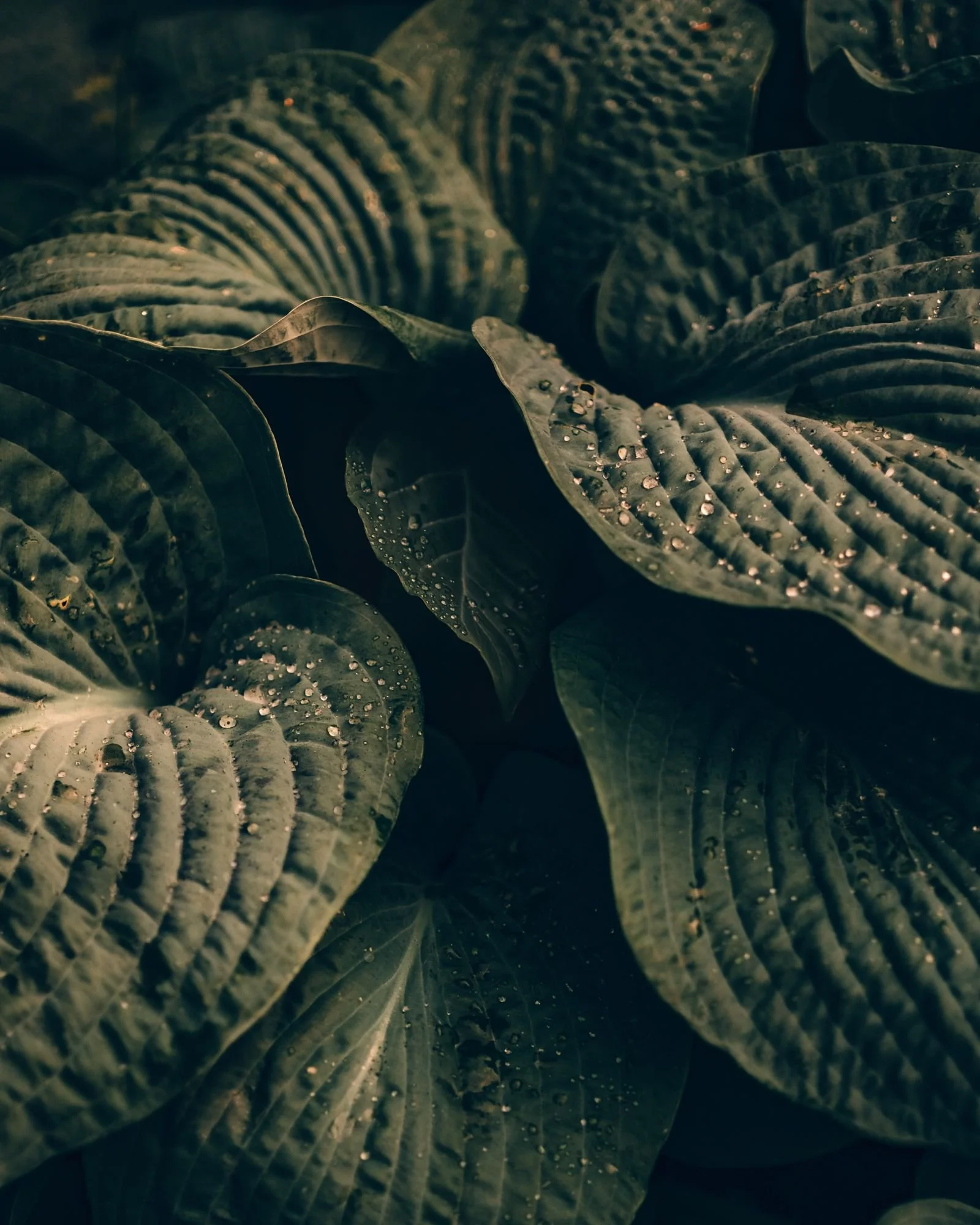 Close-up of hosta leaves with dew drops, Nordic nature fine art photography print, dark green macro study