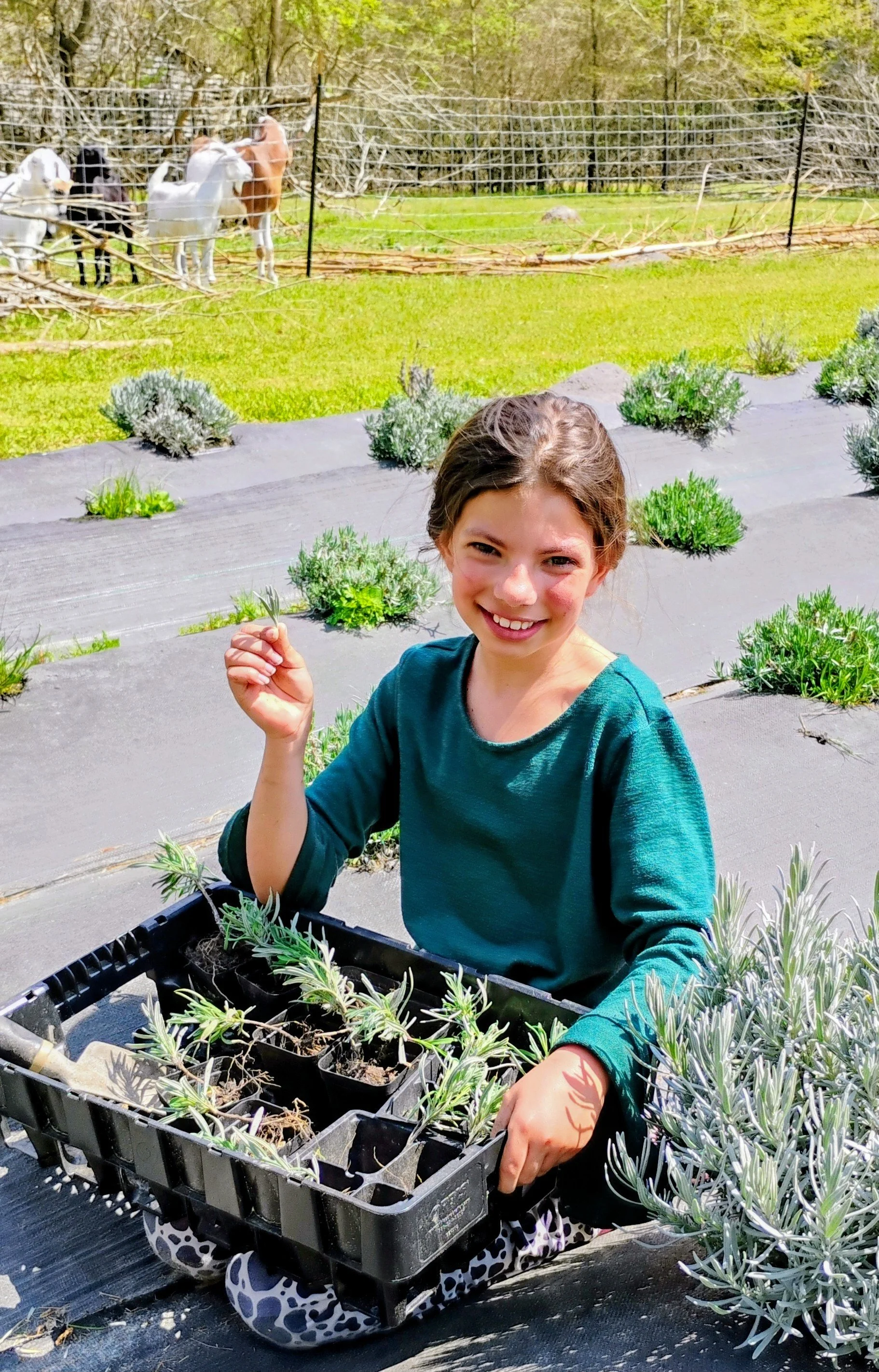 A young girl planting lavender seedlings in a garden. She is sitting on a black mat, holding a tray of lavender plants, with a garden and a fence with goats in the background.
