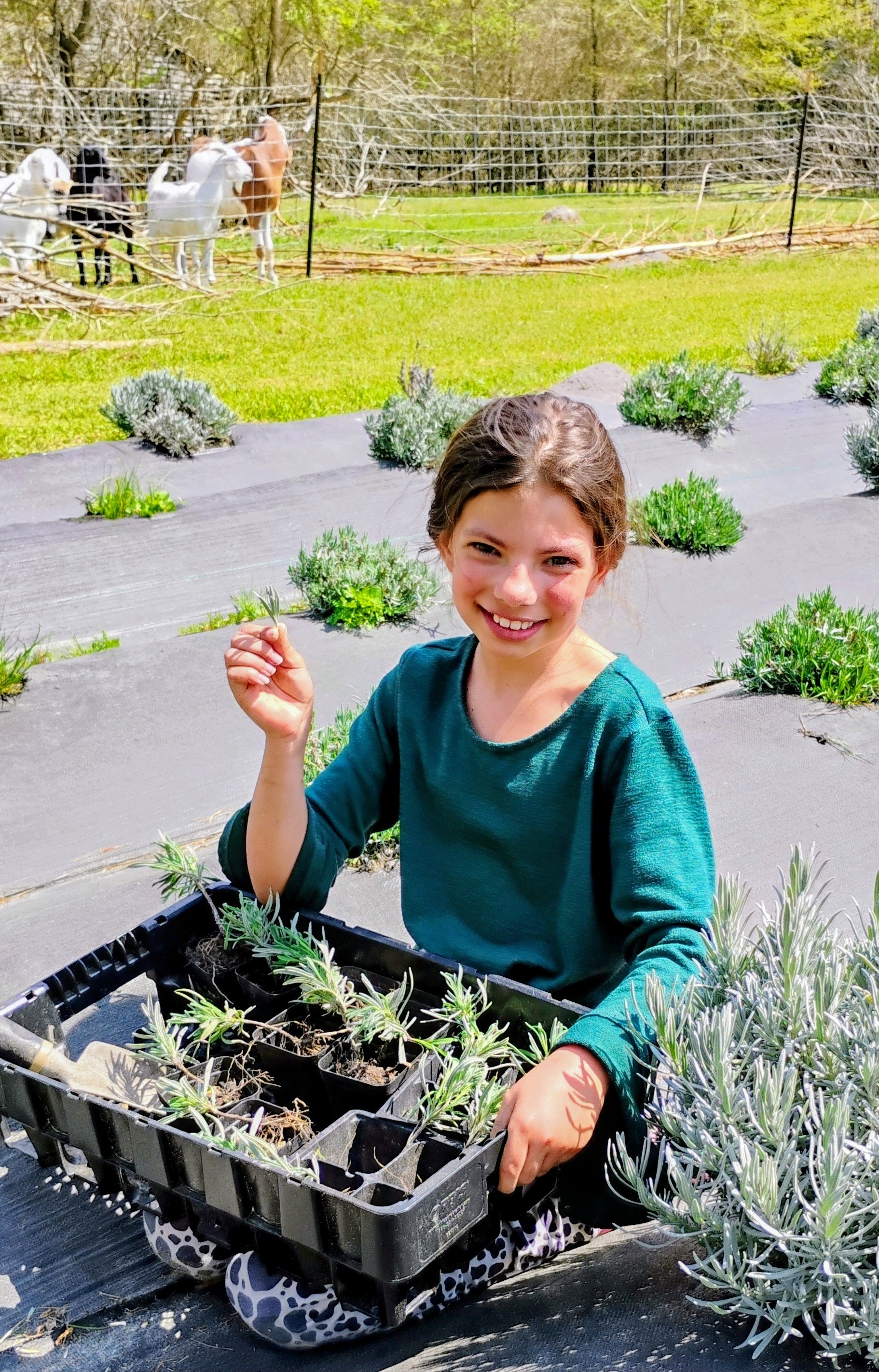 A girl sitting outdoors in a garden, planting herbs in a black tray, with a smile on her face and holding a small sprig. In the background, a fence with goats standing near it, and green grass and trees are visible.