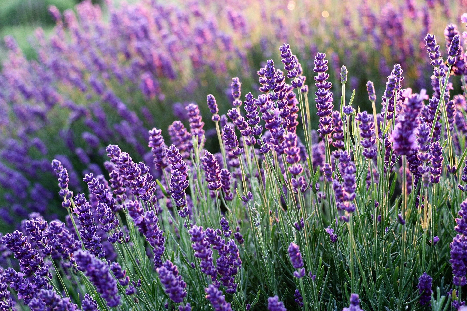 A close-up of a field of blooming lavender flowers in purple color, with green stems and leaves, and sunlight highlighting the flowers.