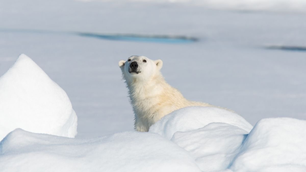 A real polar bear seen behind Arctic ice in a cold polar environment