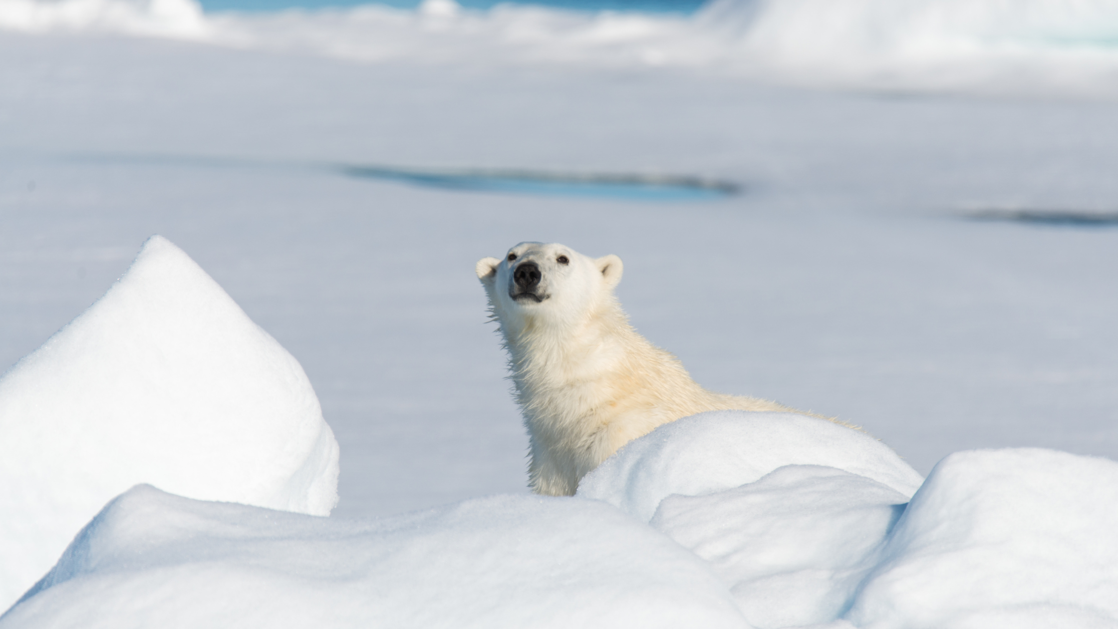 real polar bear in arctic habitat surrounded by ice and water for kids animal learning