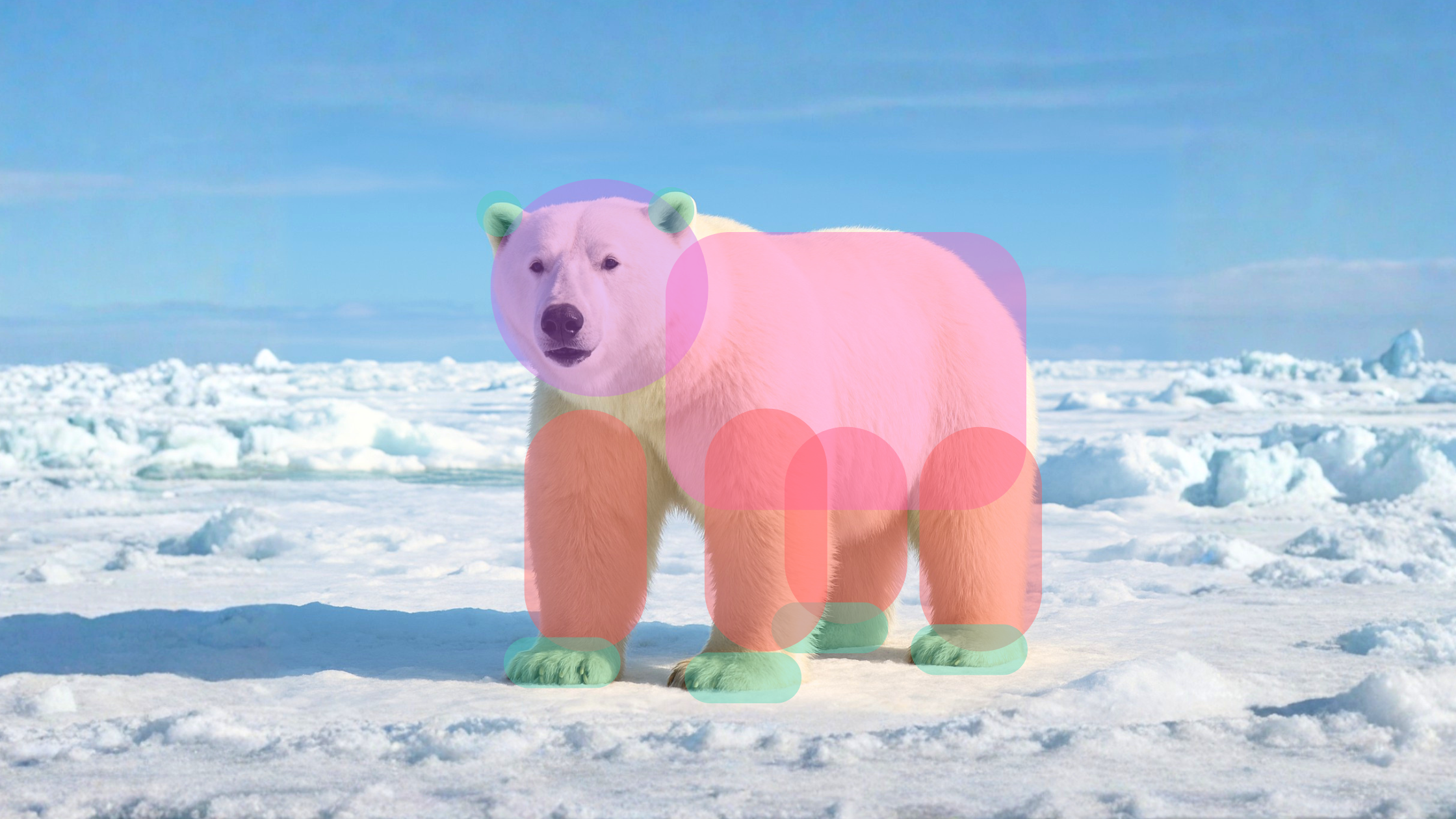 polar bear body parts labeled head body and legs for kids learning animal structure