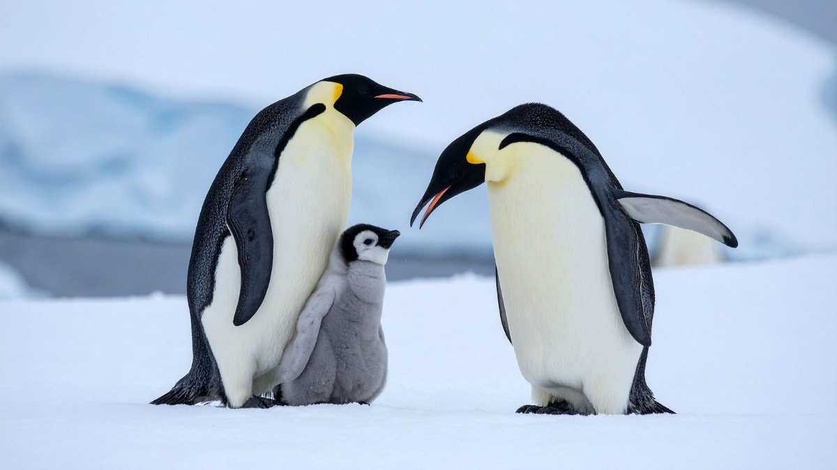A real baby emperor penguin standing with parent penguins in a polar environment, used for observation in a classroom clay modeling activity
