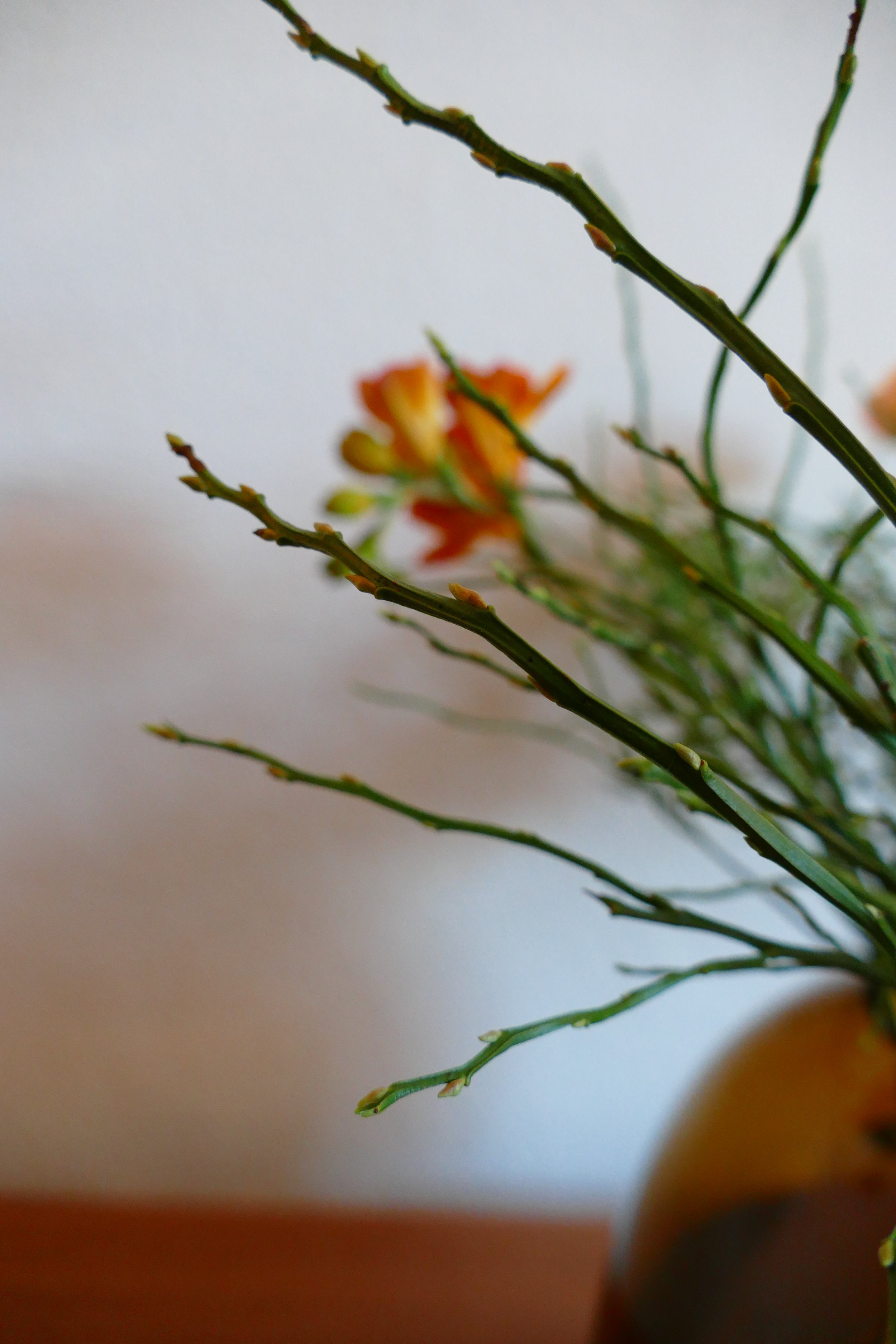 Nahaufnahme einer Pflanze mit grünen Zweigen und einer orangefarbenen Blume im Hintergrund.