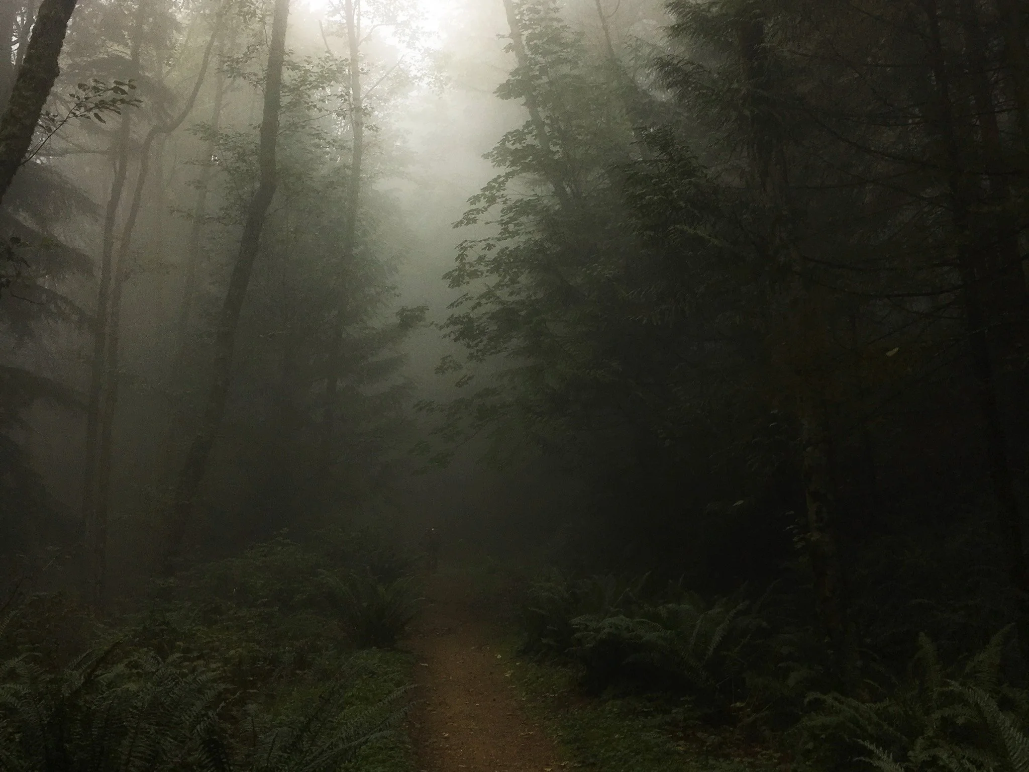Misty forest path in the Pacific Northwest