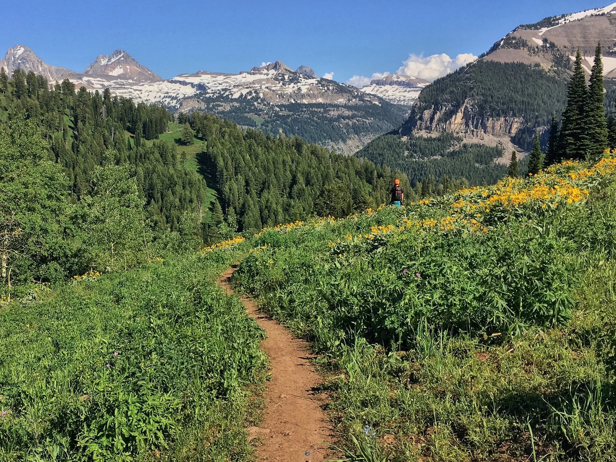 Mountain biker on a wildflower trail in the Tetons