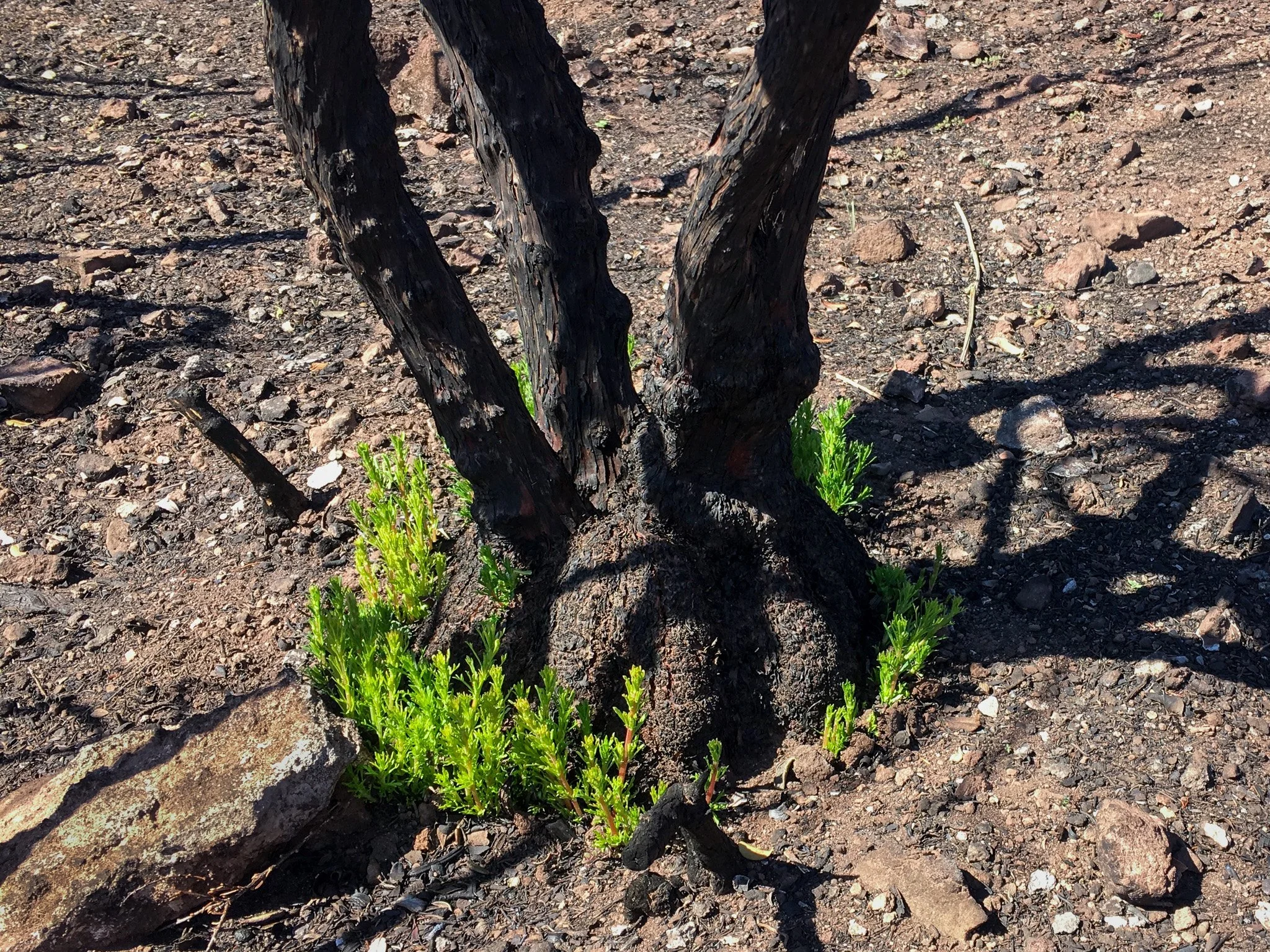 Green new growth at the base of a burned tree after a wildfire