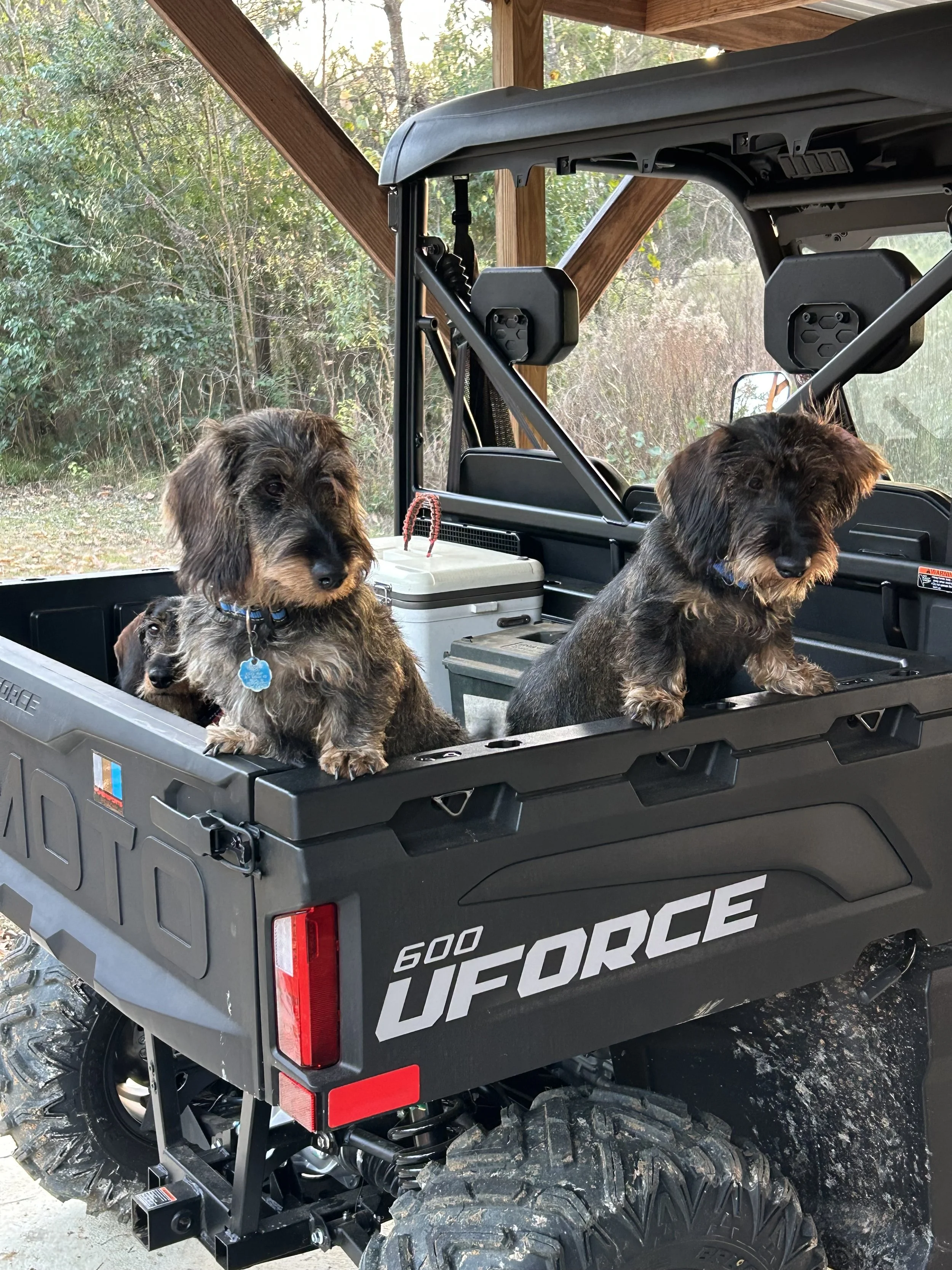 Three dogs sitting in the cargo bed of a black UFORCE 600 utility vehicle parked outdoors with wooded background.