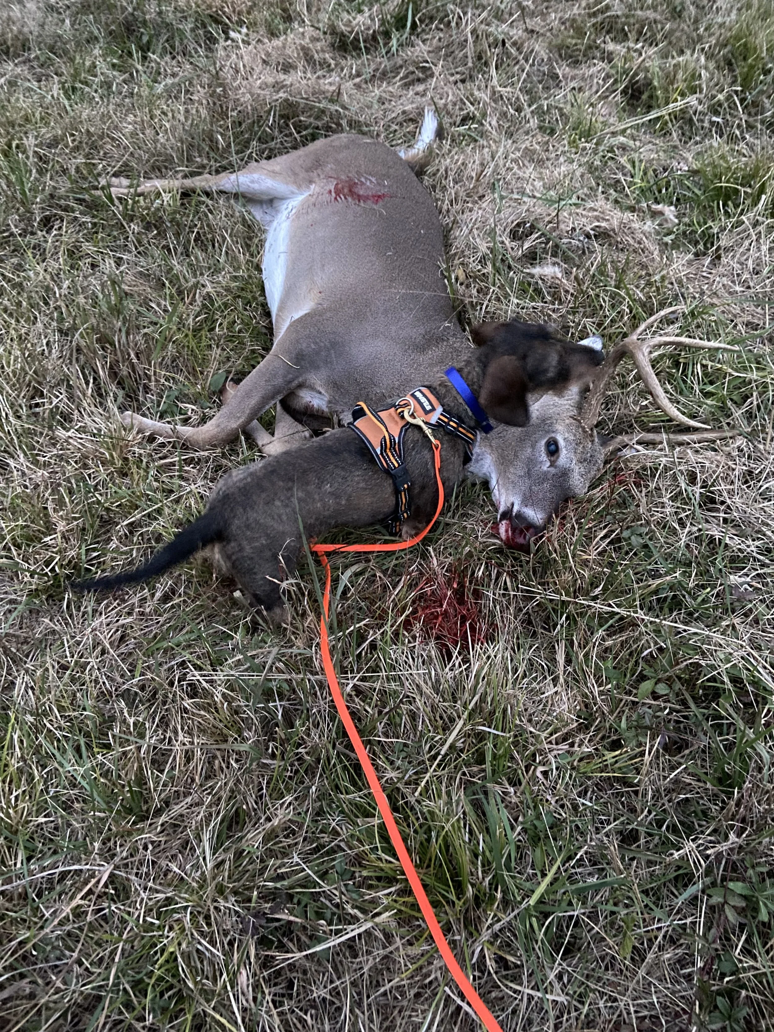 A deceased deer lying on its side in tall grass, with a blood wound visible on its back, and a small hunting dog with a harness and leash examining its head.