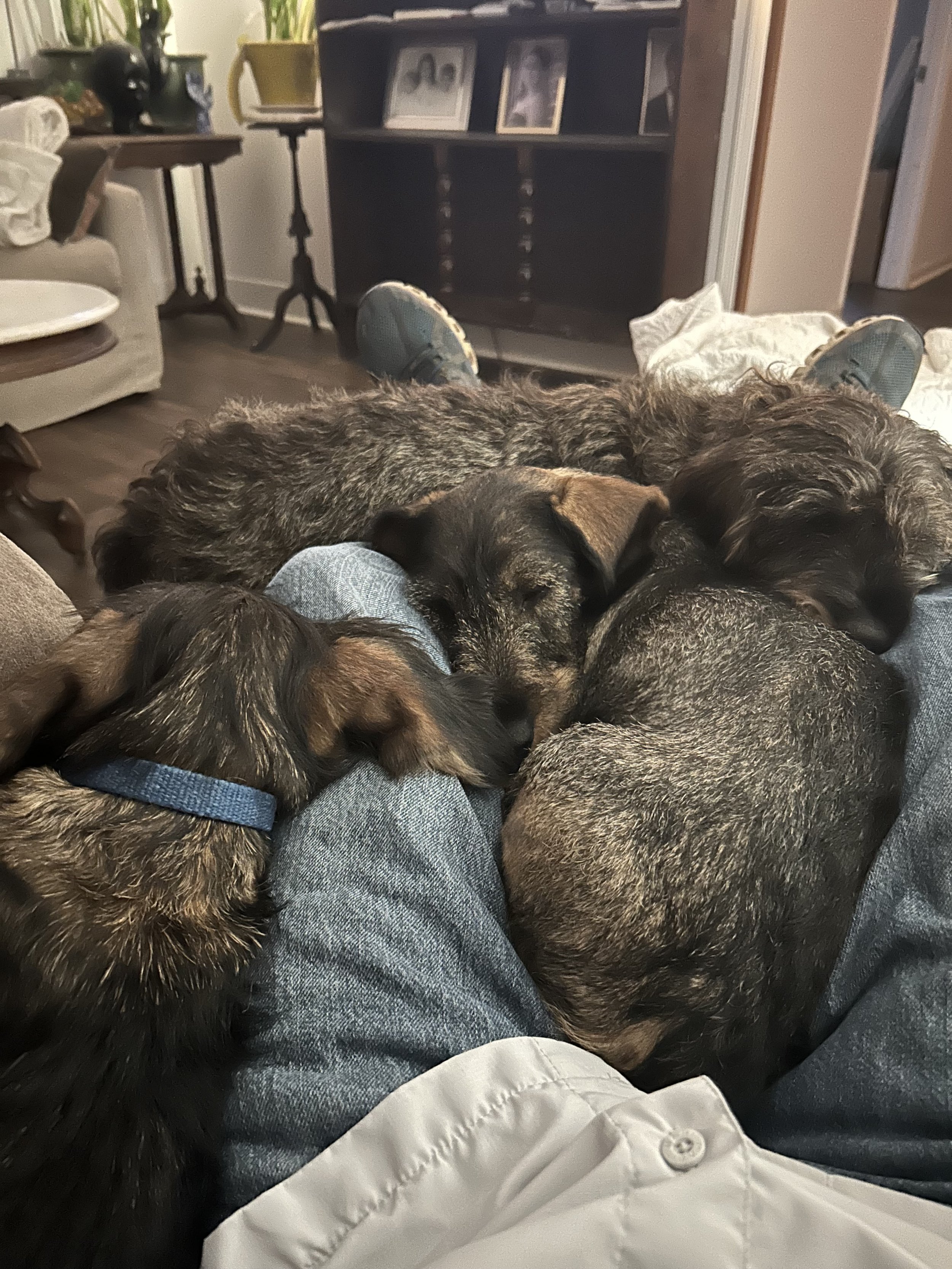 Four puppies, resting and cuddling together on a person's lap, surrounded by an indoor living room setting with furniture and decorations in the background.