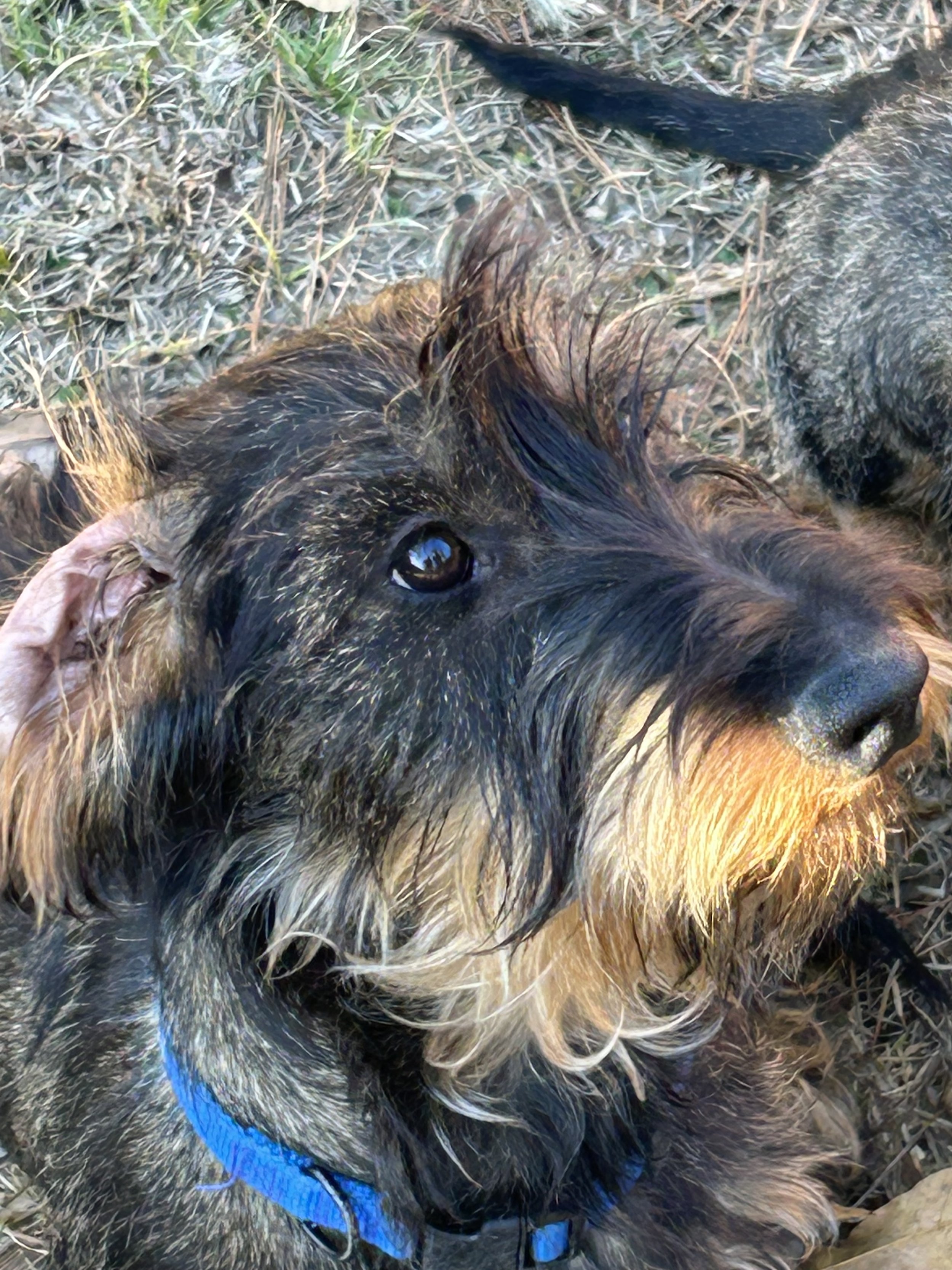 A close-up of a scruffy, black and brown dog with a beard, wearing a blue collar, lying on dirt and grass.