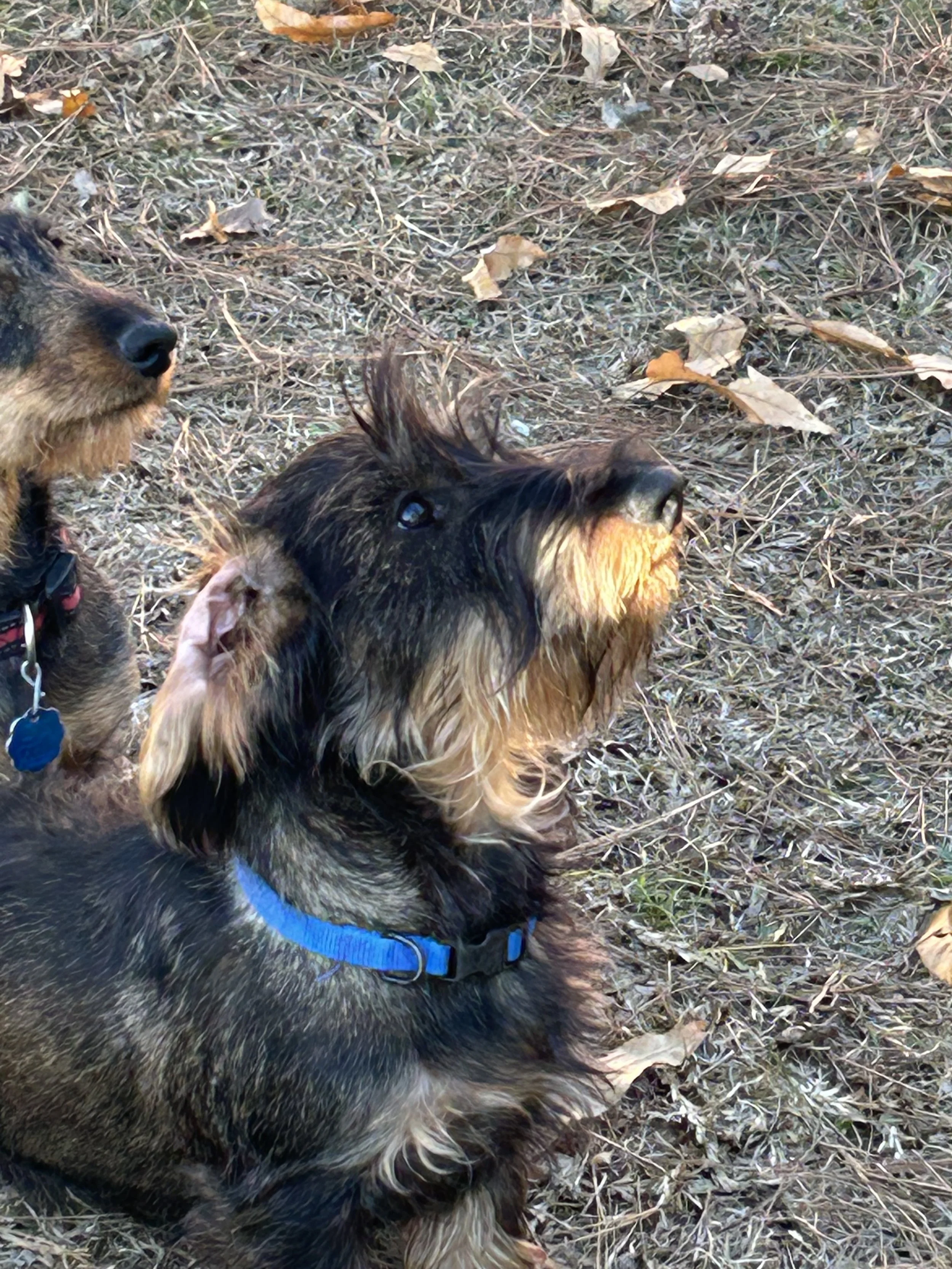 Two dogs lying on a patch of dry grass and leaves, one with a black and tan coat wearing a blue collar, and the other with a brown and black coat wearing a red and black collar.