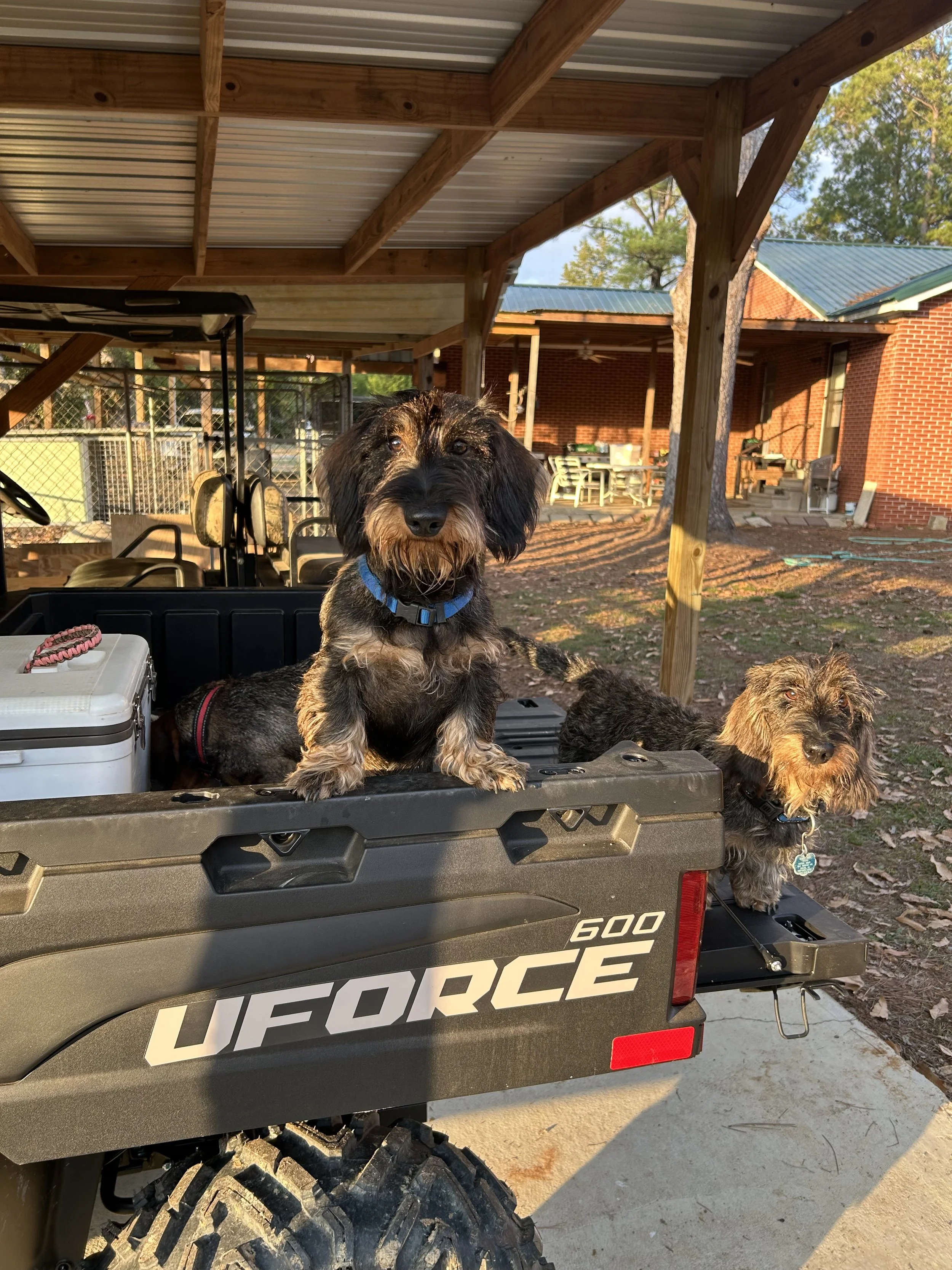Three dogs sitting in the bed of a UFORCE 600 utility vehicle in a backyard with a covered porch, brick house, and trees in the background.