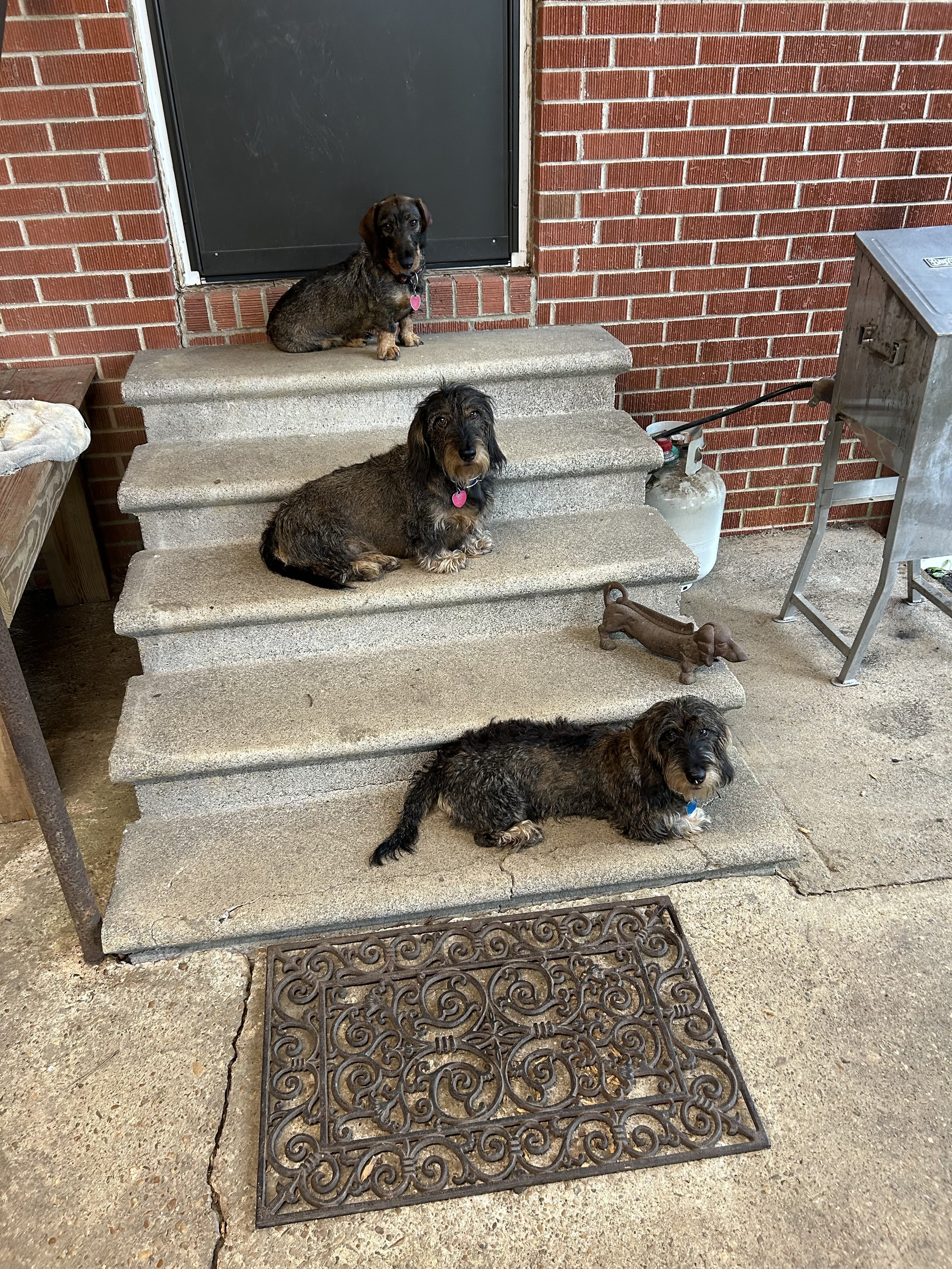 Three Dachshunds sitting on concrete steps outside a brick building. One is on the top step, one on the middle, and one on the bottom. There is a decorative metal grate on the ground in front of the steps and a small statue of a dachshund and propane