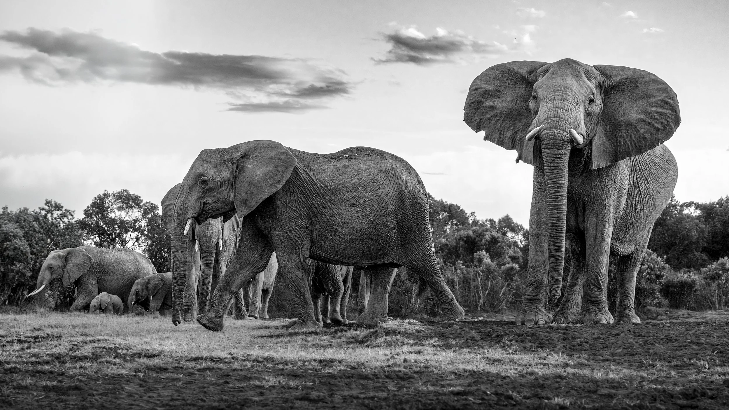 Safari Mara 2025 (12448)-Edit.JPG