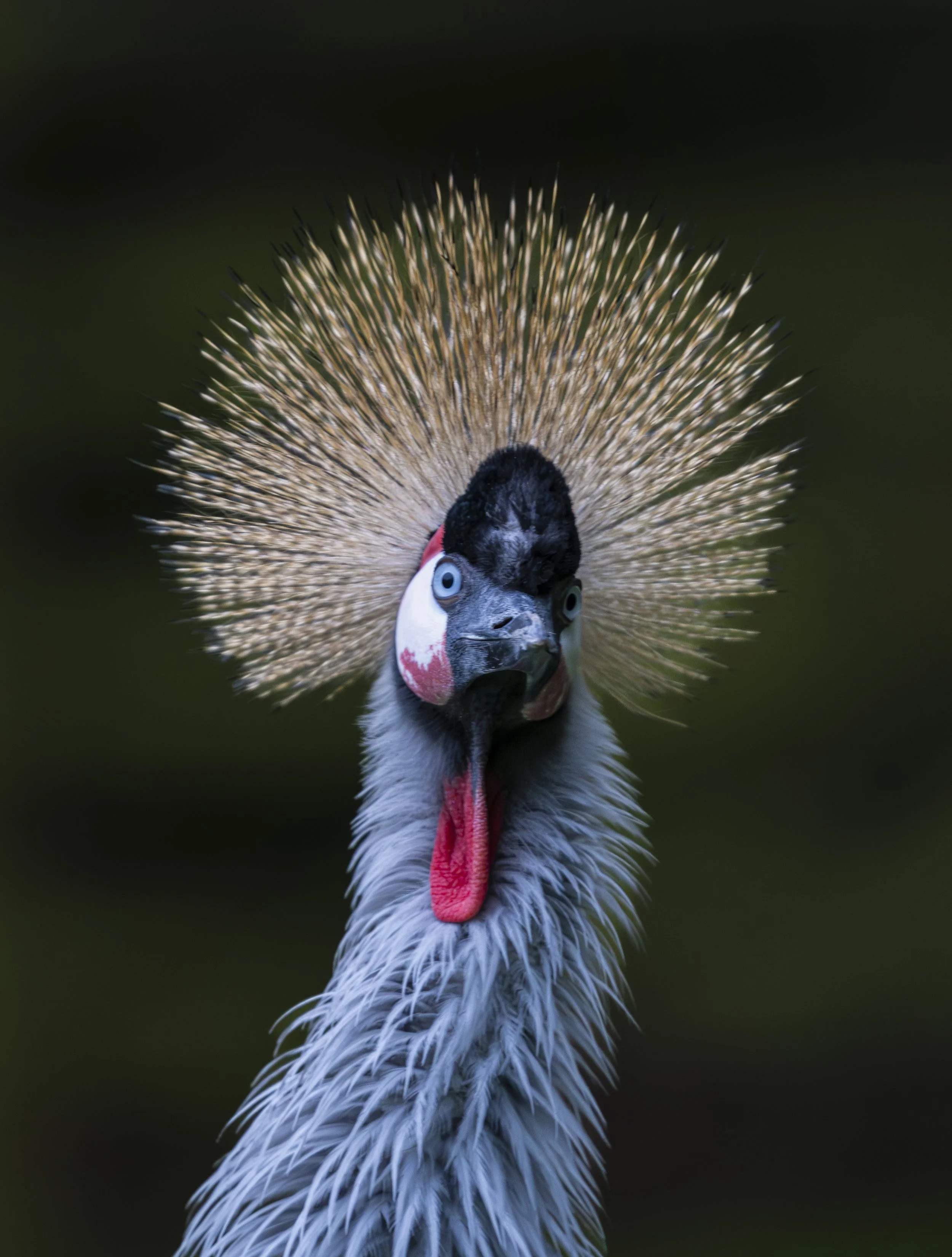 Birdworld 2025  (258)-Enhanced-NR.JPG