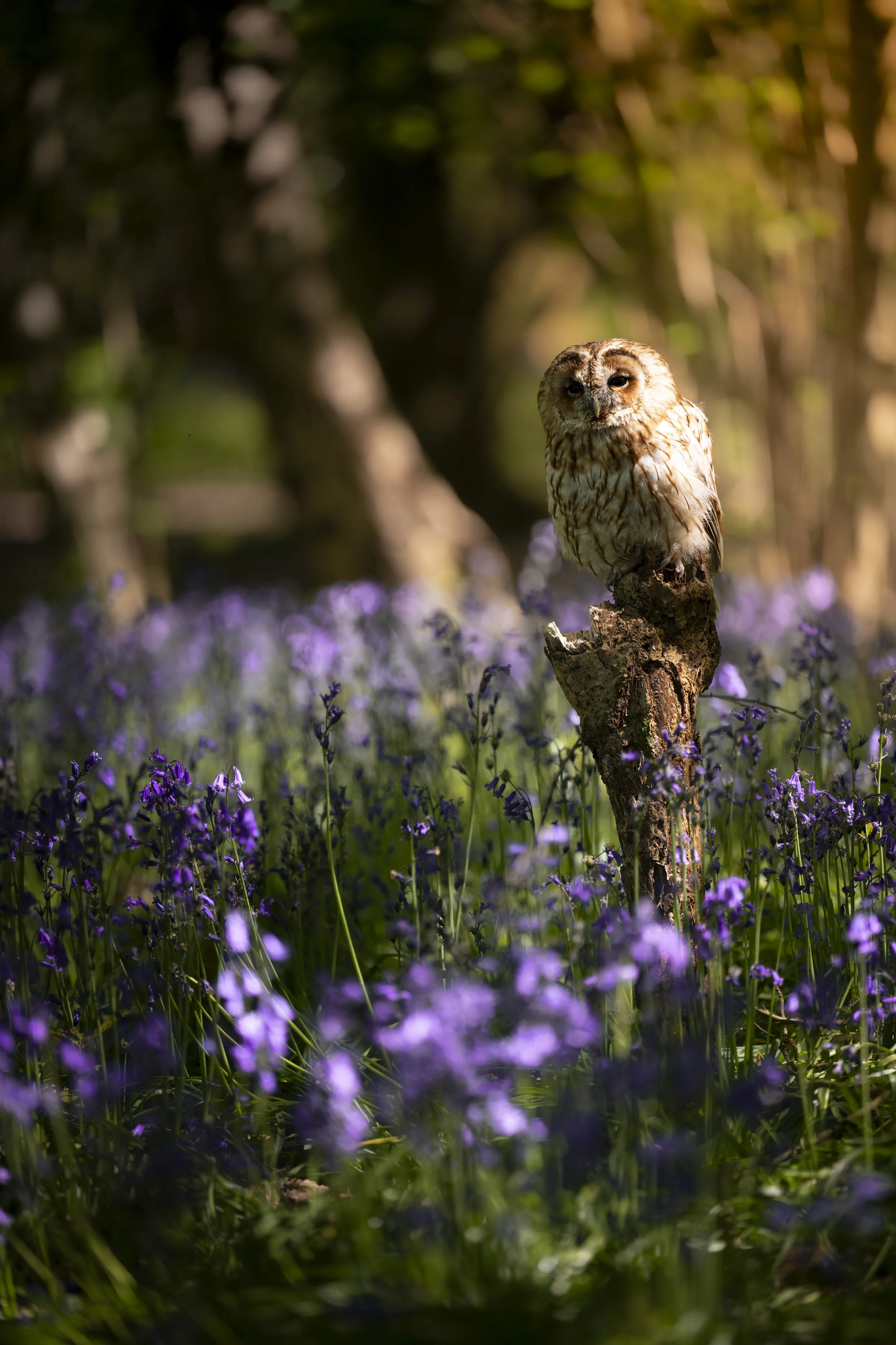 BWC - Owls in Bluebells -Apr 2026 (23).JPG